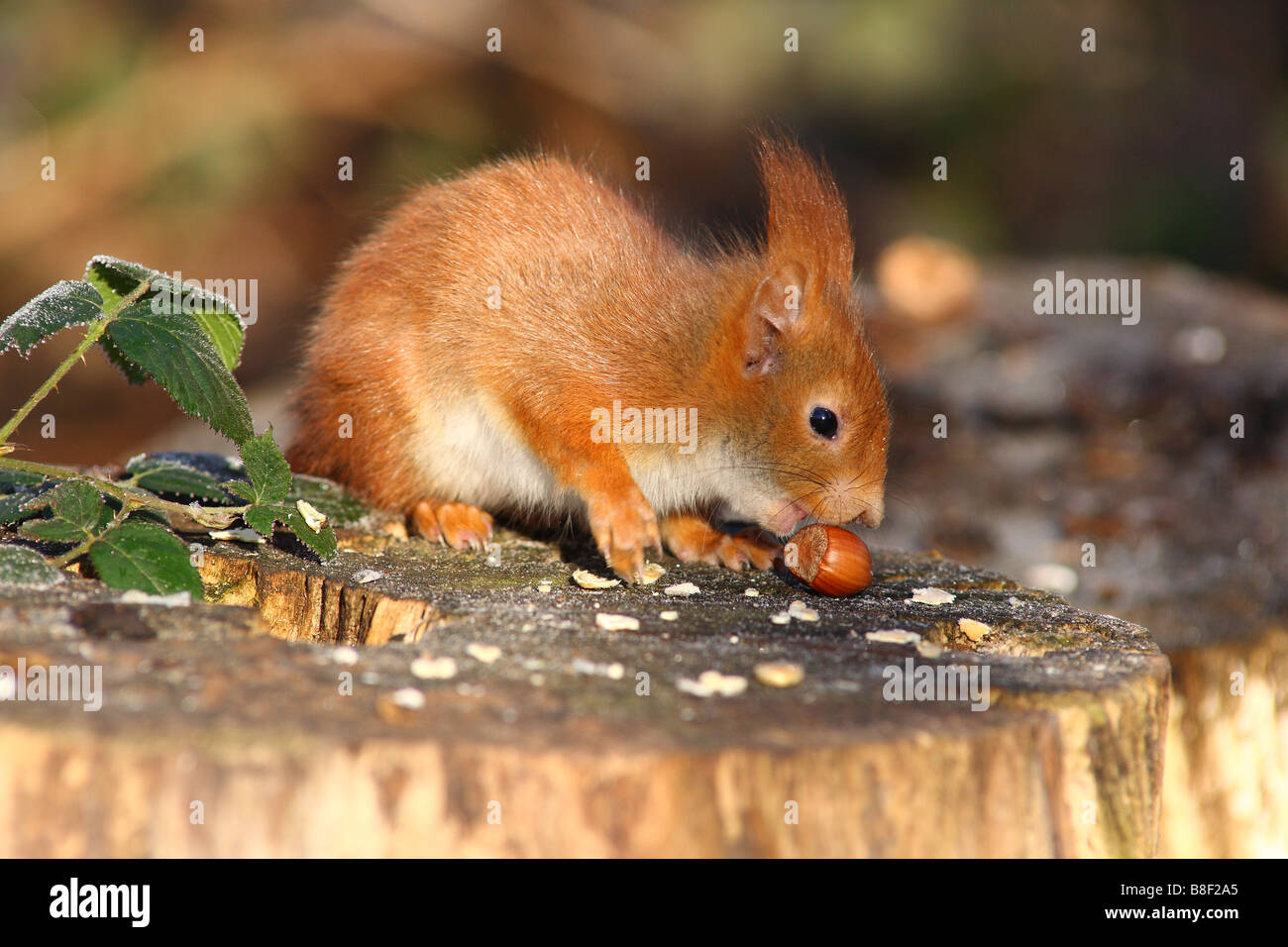 red squirrel eating a hazelnut Stock Photo Alamy
