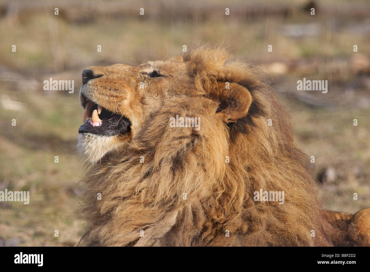 Lion in captivity panthera hi-res stock photography and images - Alamy