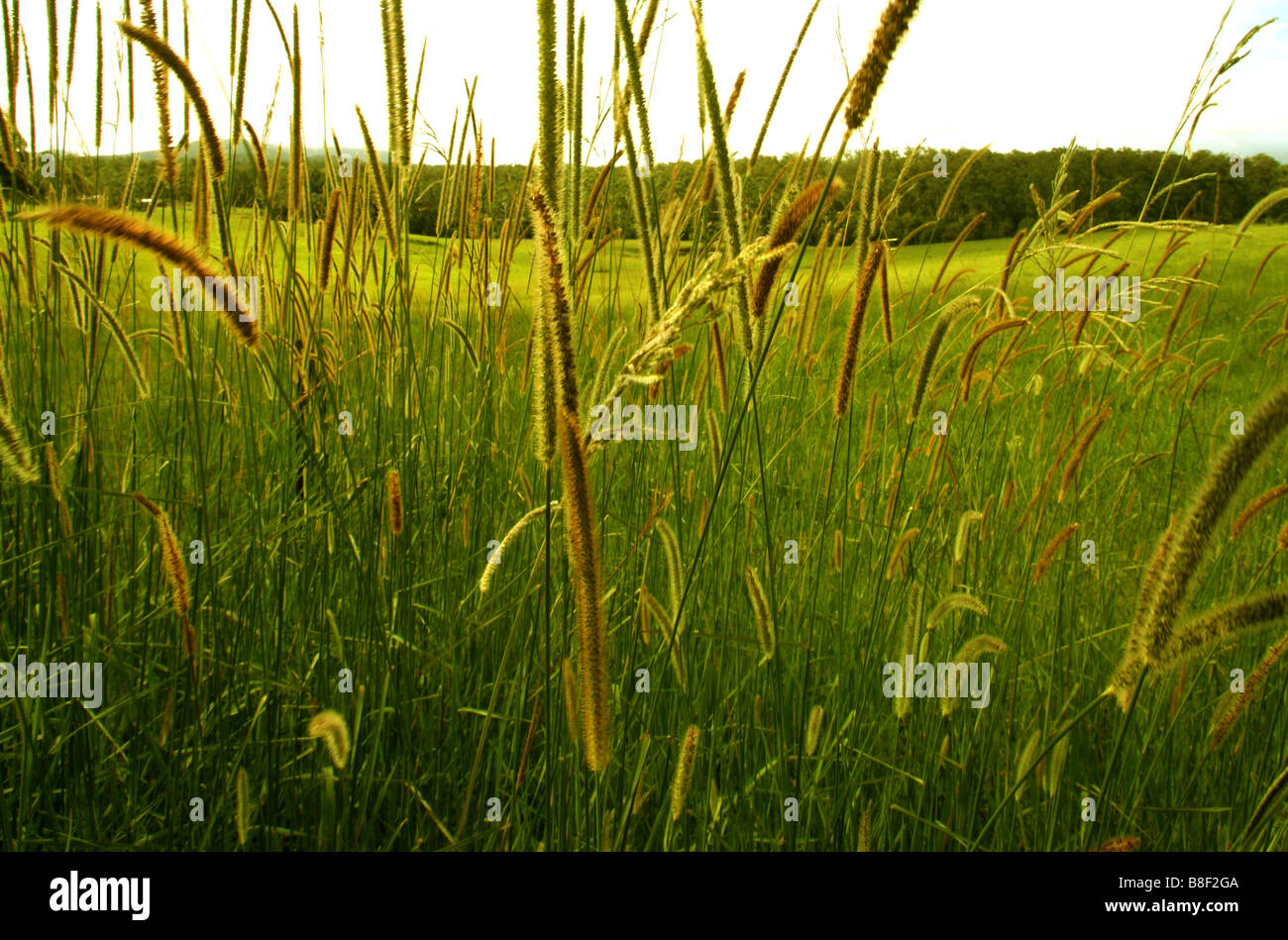 Native or indigenous grasses grow on the roadside in Australia Stock Photo