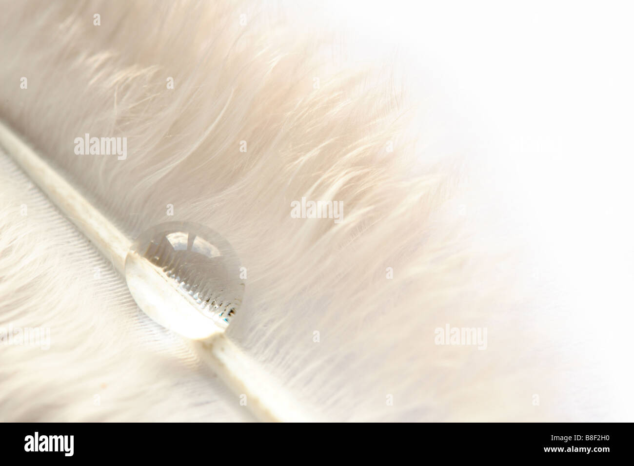 Bird feather with a droplet of water Stock Photo