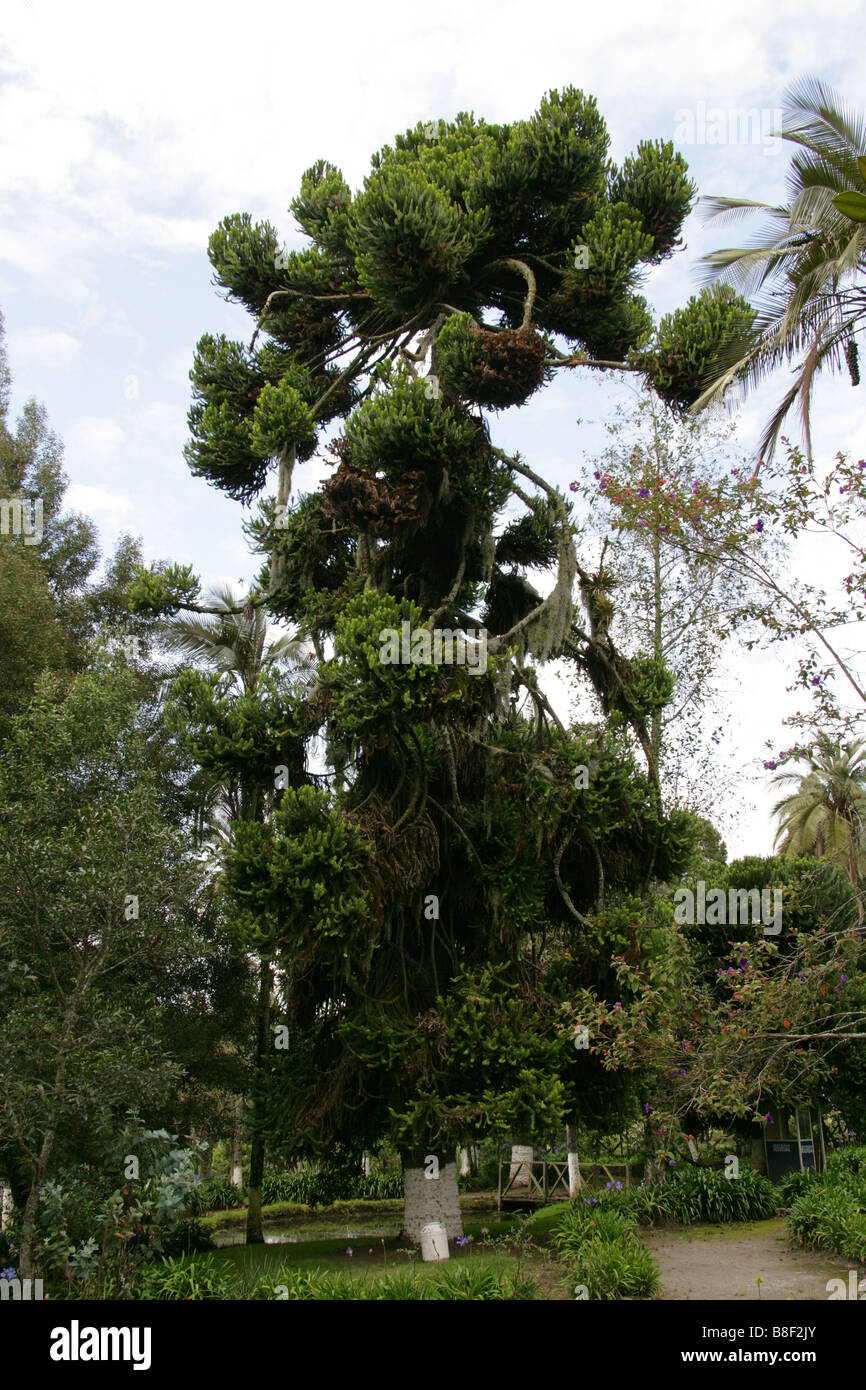 Candelabra Tree or Parana Pine, Araucaria angustifolia, Araucariaceae, Ecuador, South America Stock Photo