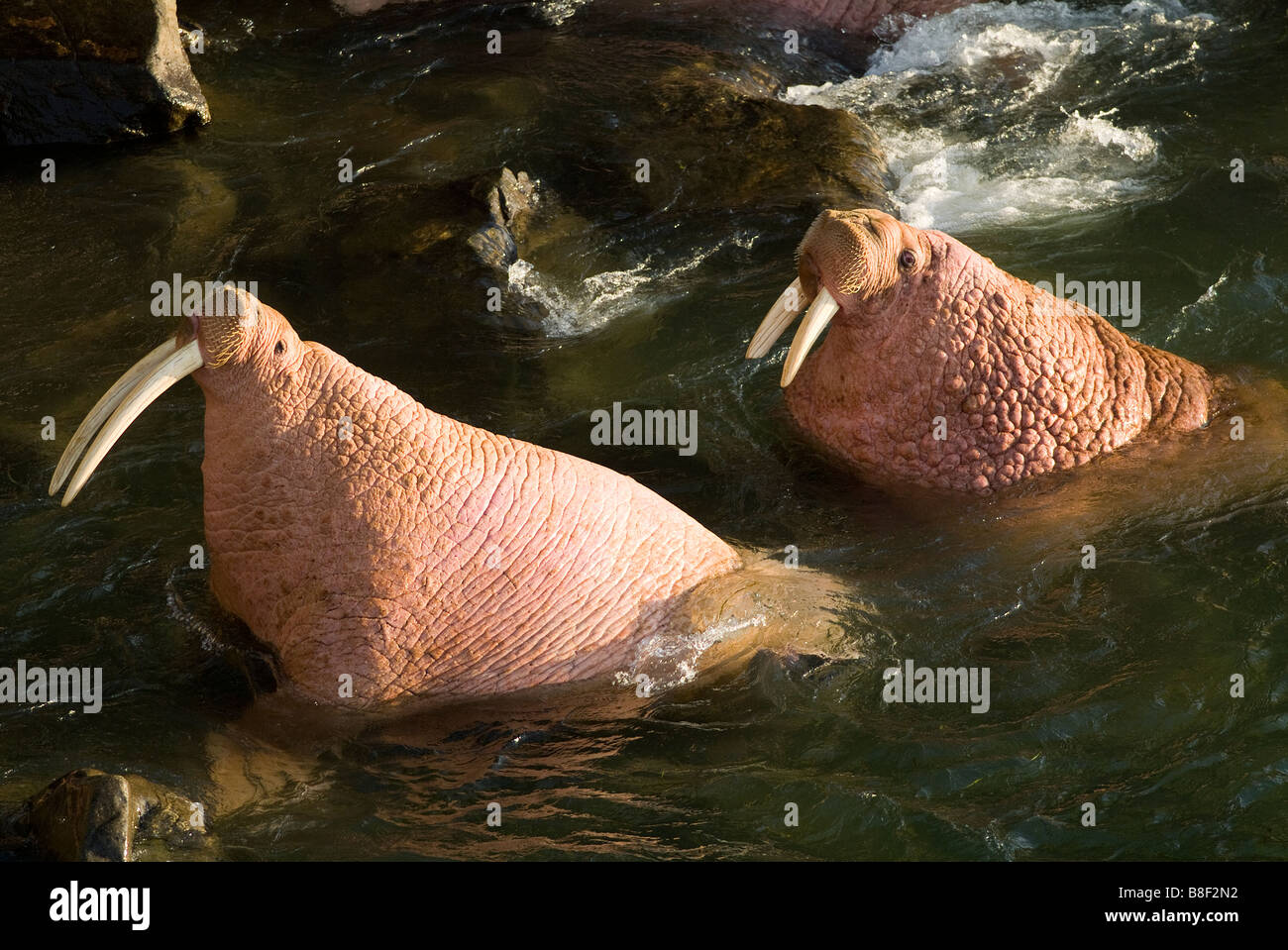 Alaska round island pacific walrus hires stock photography and images