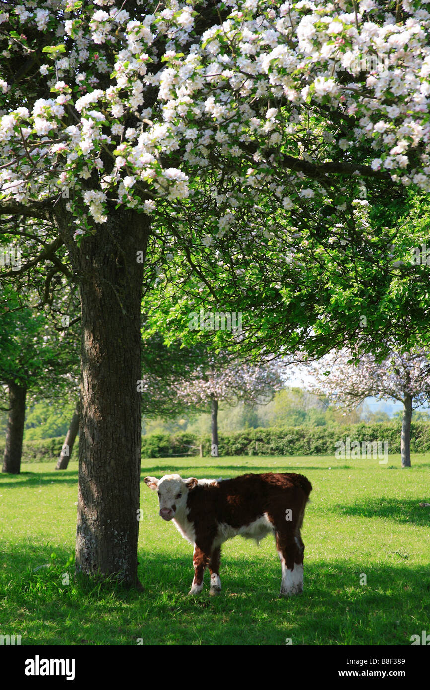 Hereford Calf Under Apple Blossom Stock Photo