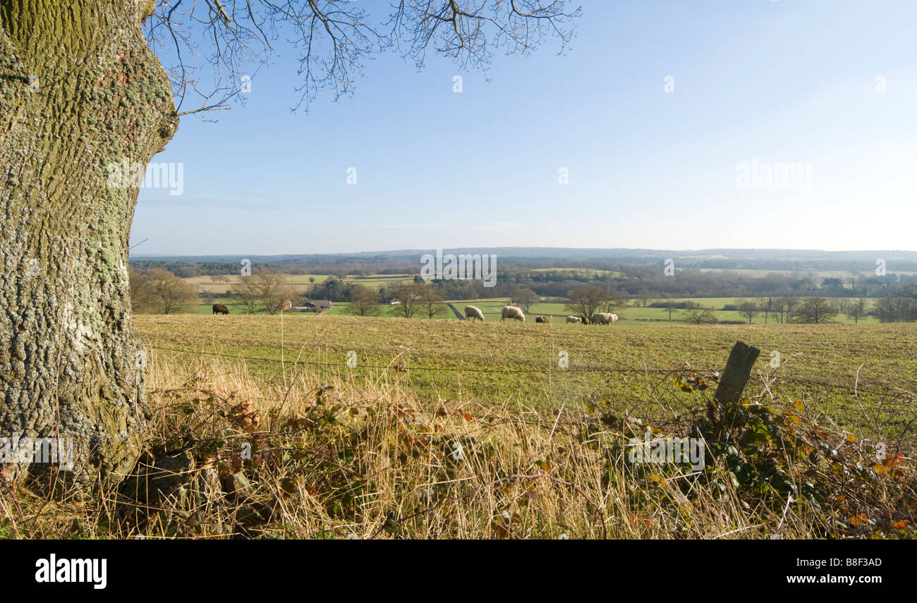 Animal view uk countryside hi-res stock photography and images - Alamy