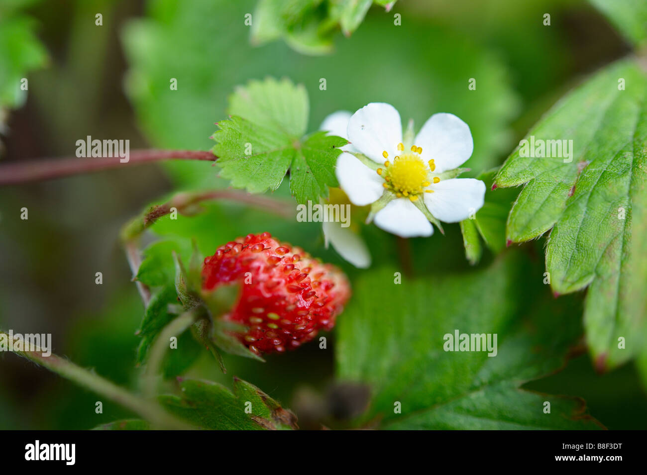 Wild strawberry and wild strawberry flower on a strawberry plant growing  in a garden Stock Photo