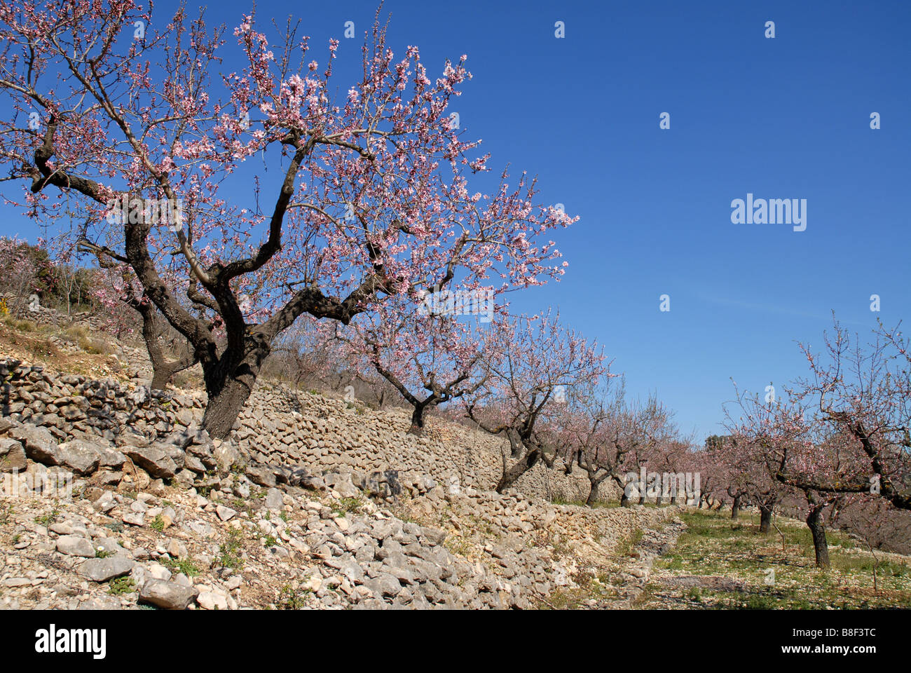 almond orchard on mountain terraces, near Benimaurell, Vall de Laguar, Alicante province, Comunidad Valenciana, Spain Stock Photo