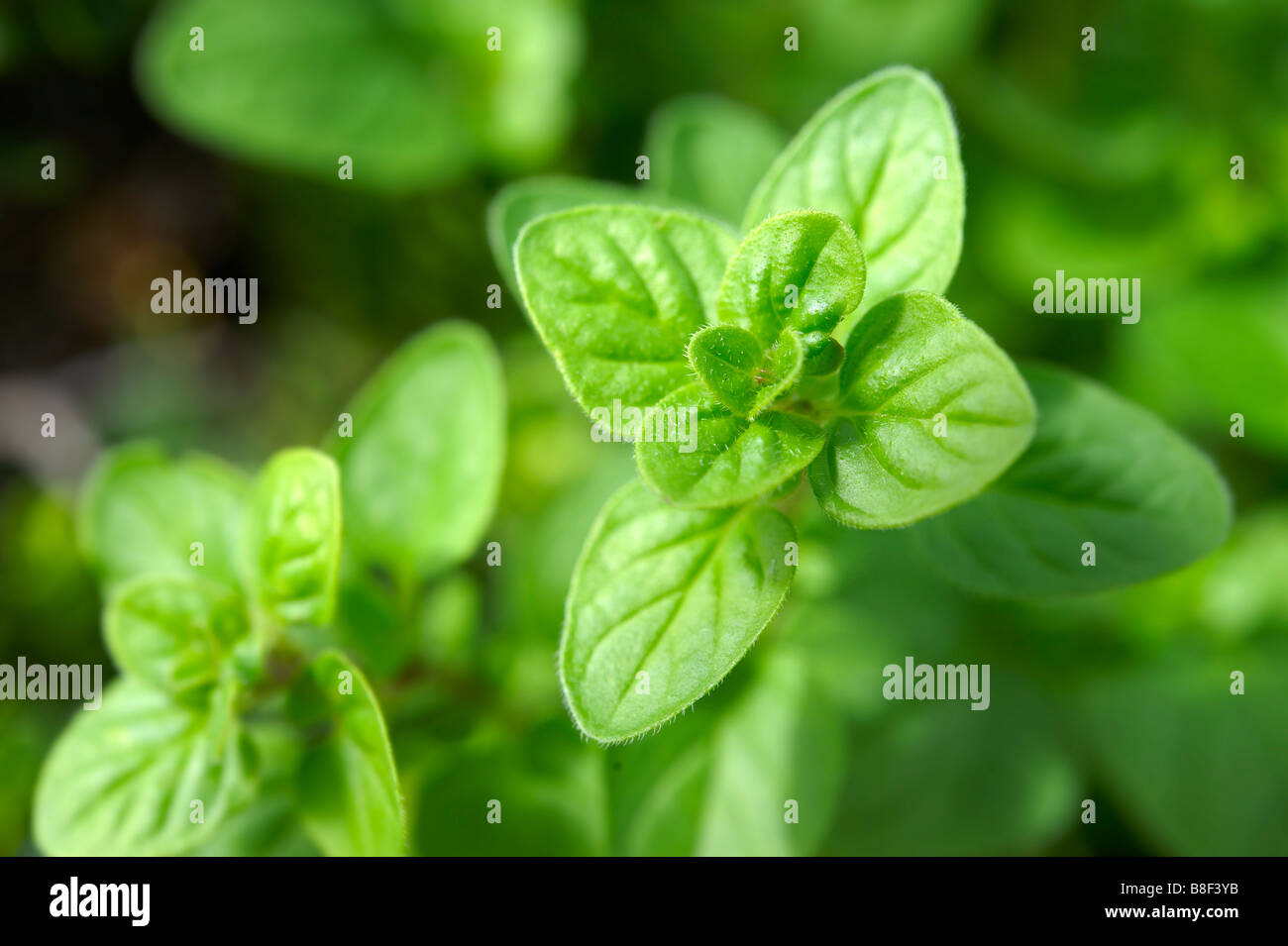 Fresh oregano leaves growing outside Stock Photo