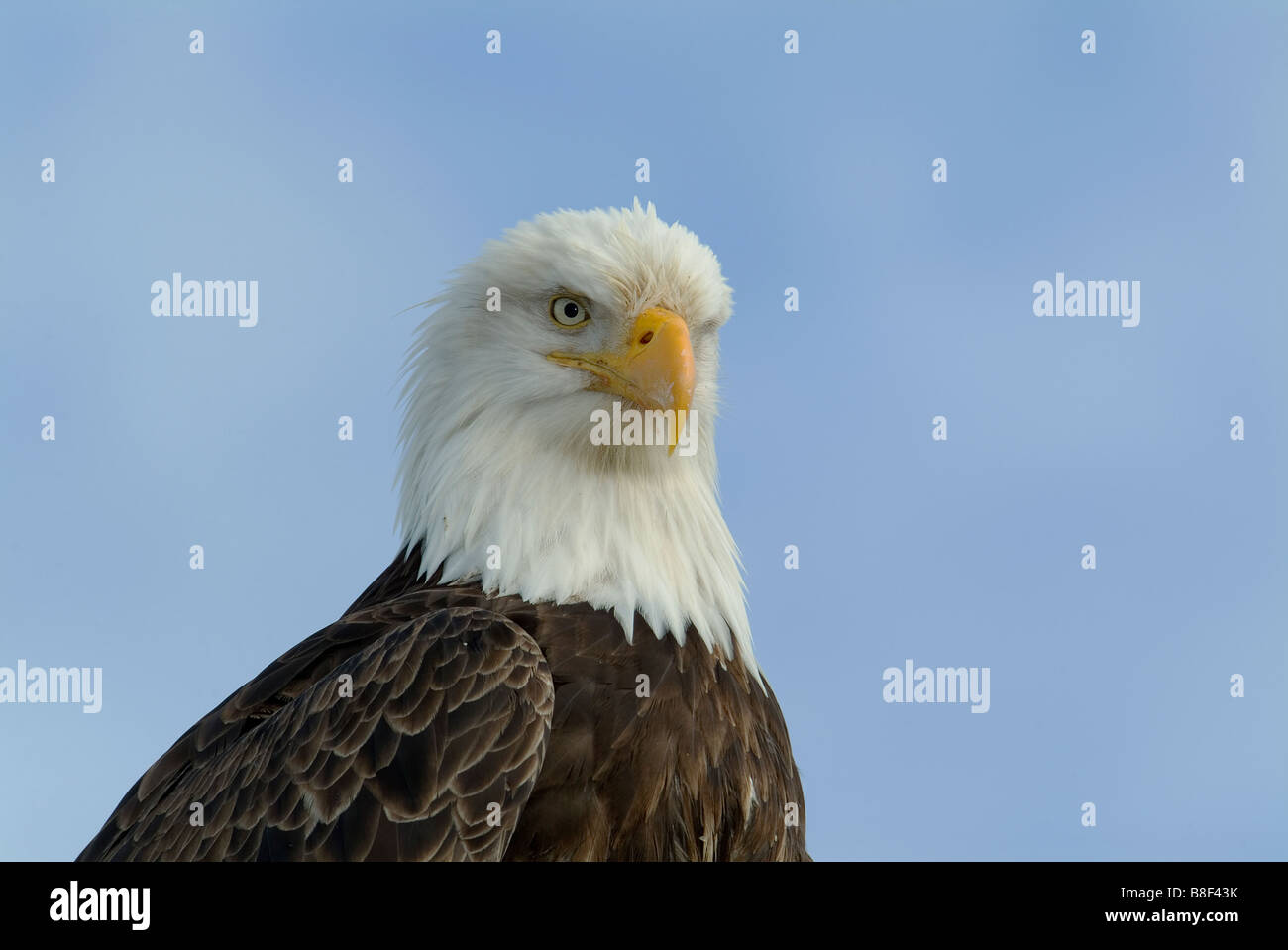 Bald Eagles Haliaeetus leucocephalus Homer Alaska Stock Photo - Alamy