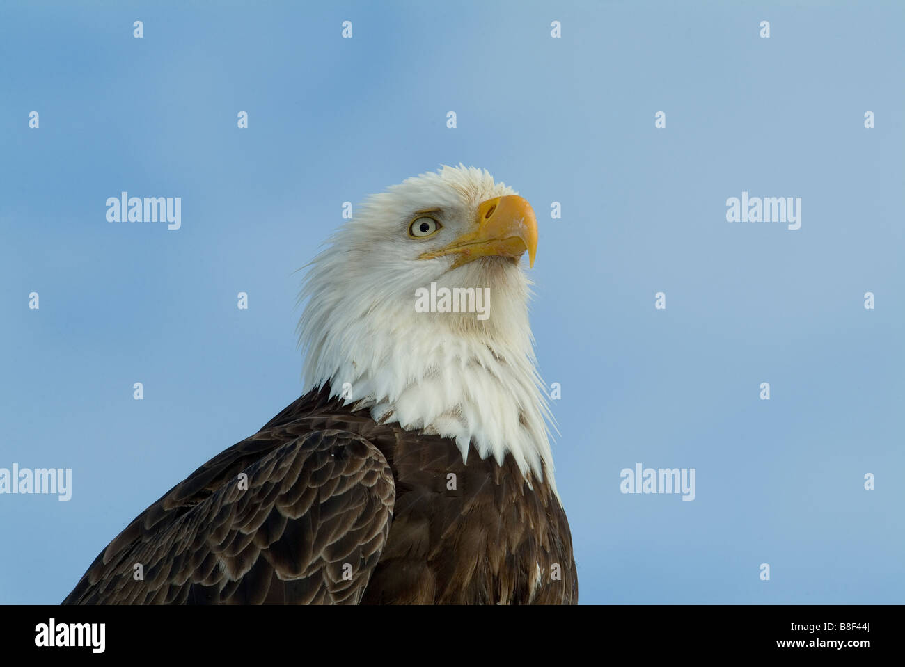 Bald Eagles Haliaeetus leucocephalus Homer Alaska Stock Photo - Alamy