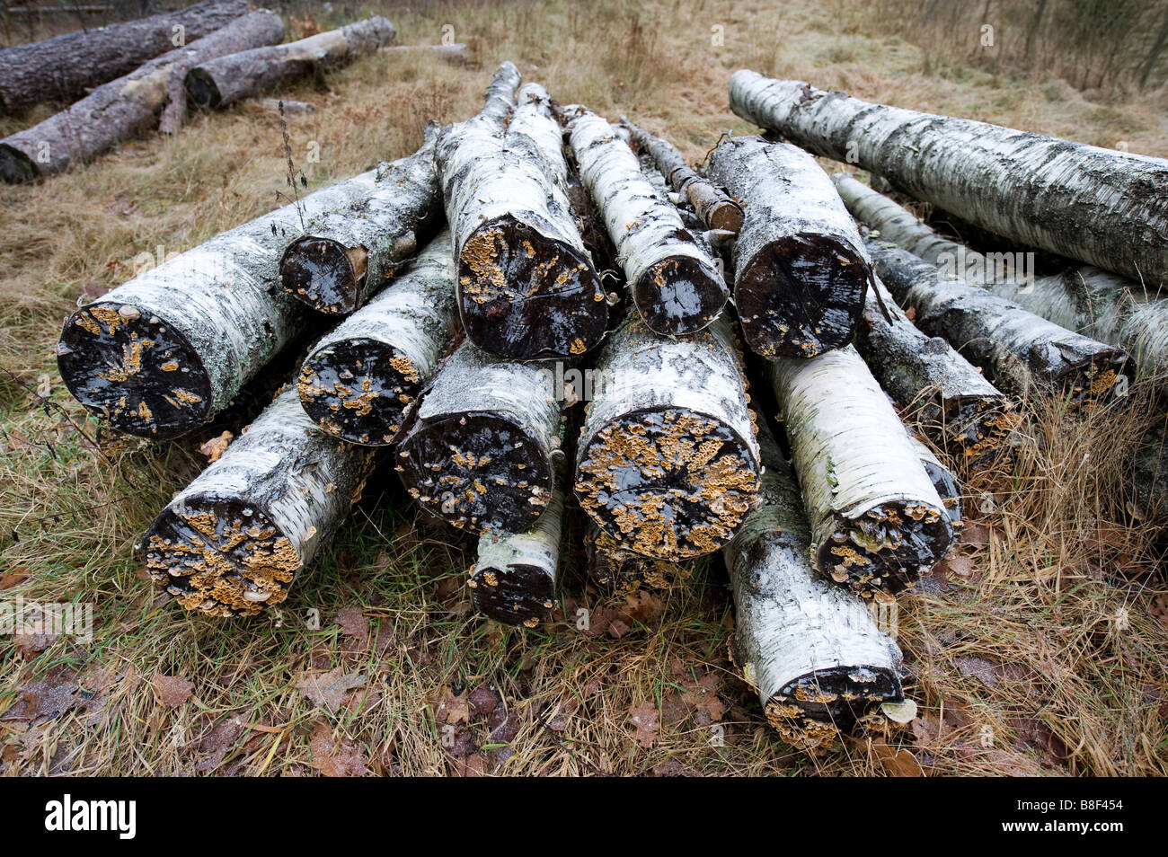 Cut down birk trees, Sweden Stock Photo