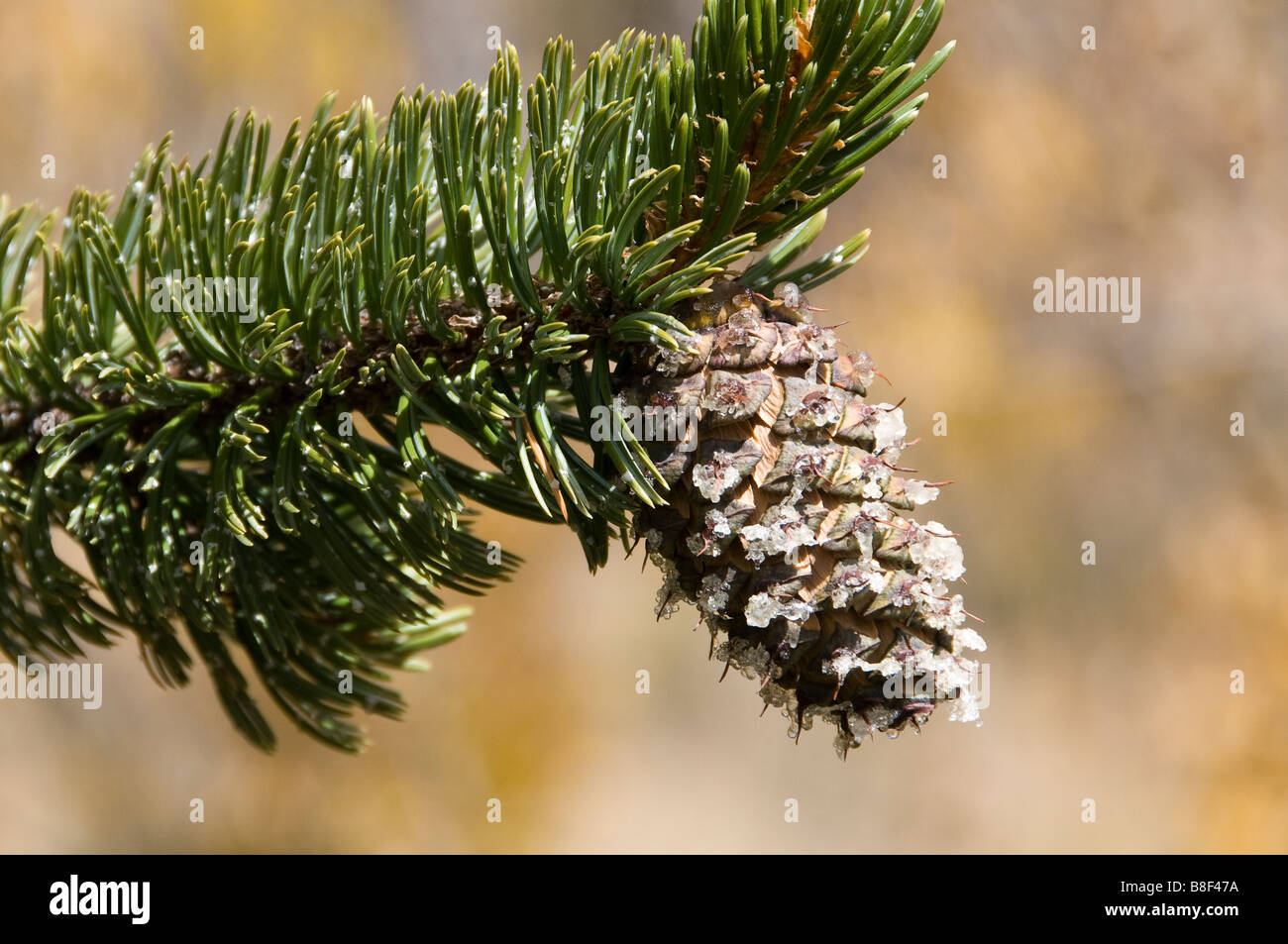 Rocky Mountain bristlecone pine (Pinus aristata) cone, Kenosha Pass, US Highway 285, Park County, Colorado. Stock Photo