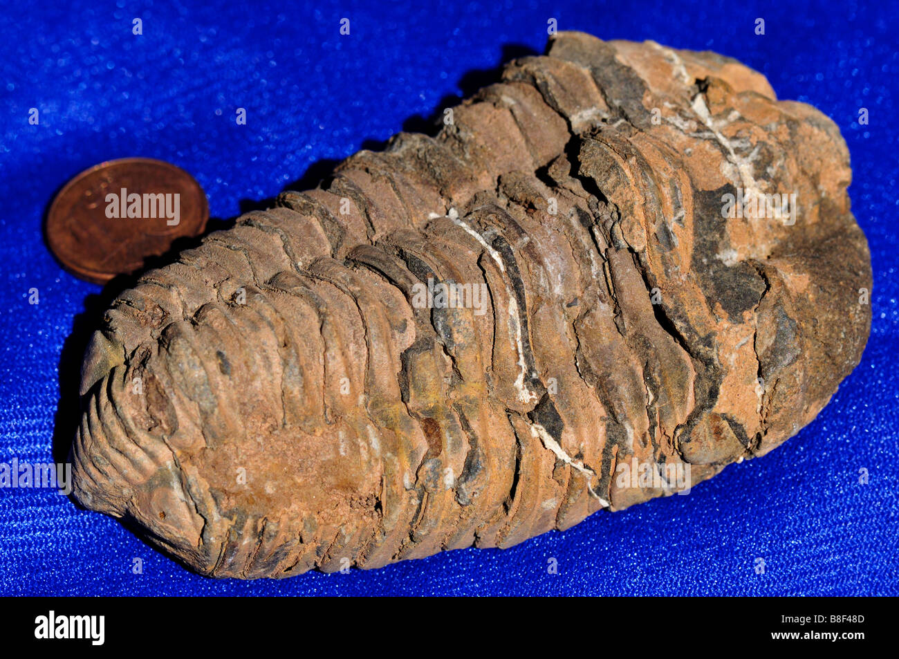 Trilobite fossil. Stock Photo
