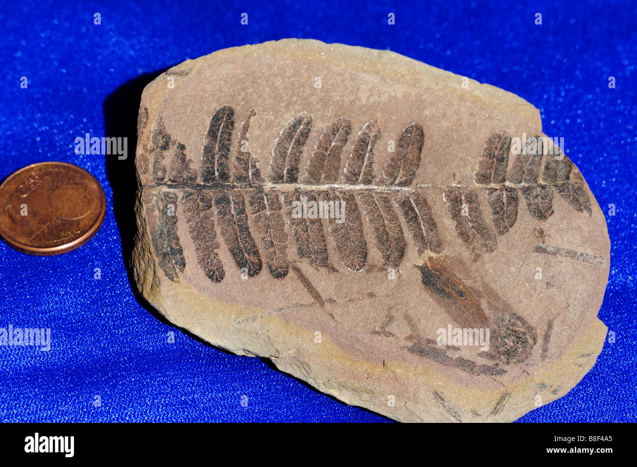 Fossil fern hi-res stock photography and images - Alamy