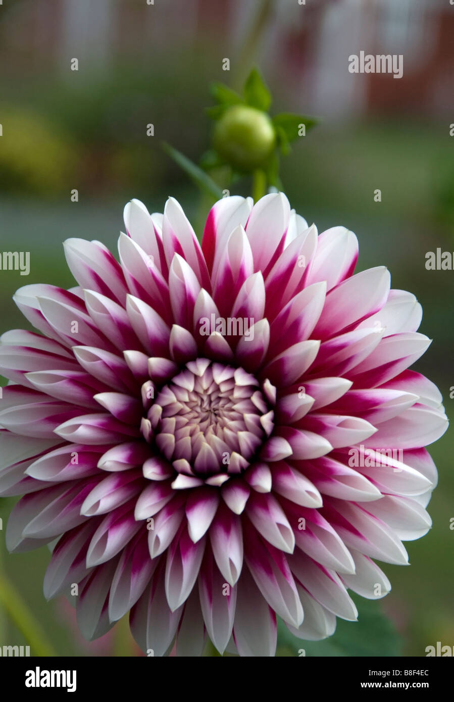 A purple grand dahlia flower in a garden in a vertical format.  Selective focus with a blurred background - a red barn is out of focus. Stock Photo