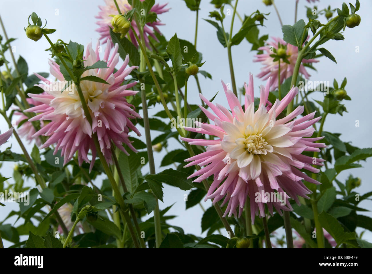 Stock photo of pink and white hybrid dahlias Stock Photo - Alamy