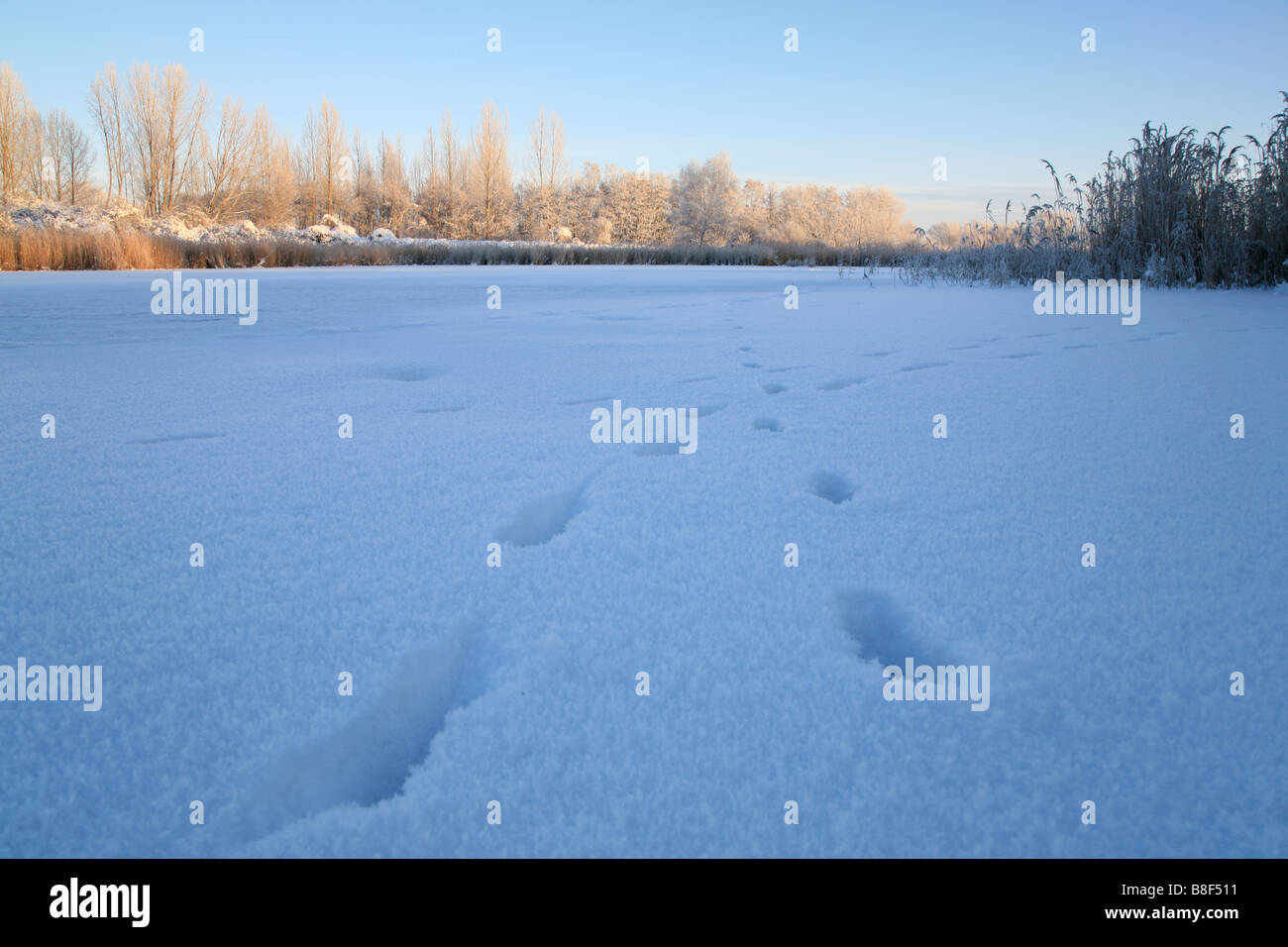 animal tracks in snow on frozen lake Posthornteich in Halle in Germany, Posthornteich in Halle (Saale) Stock Photo