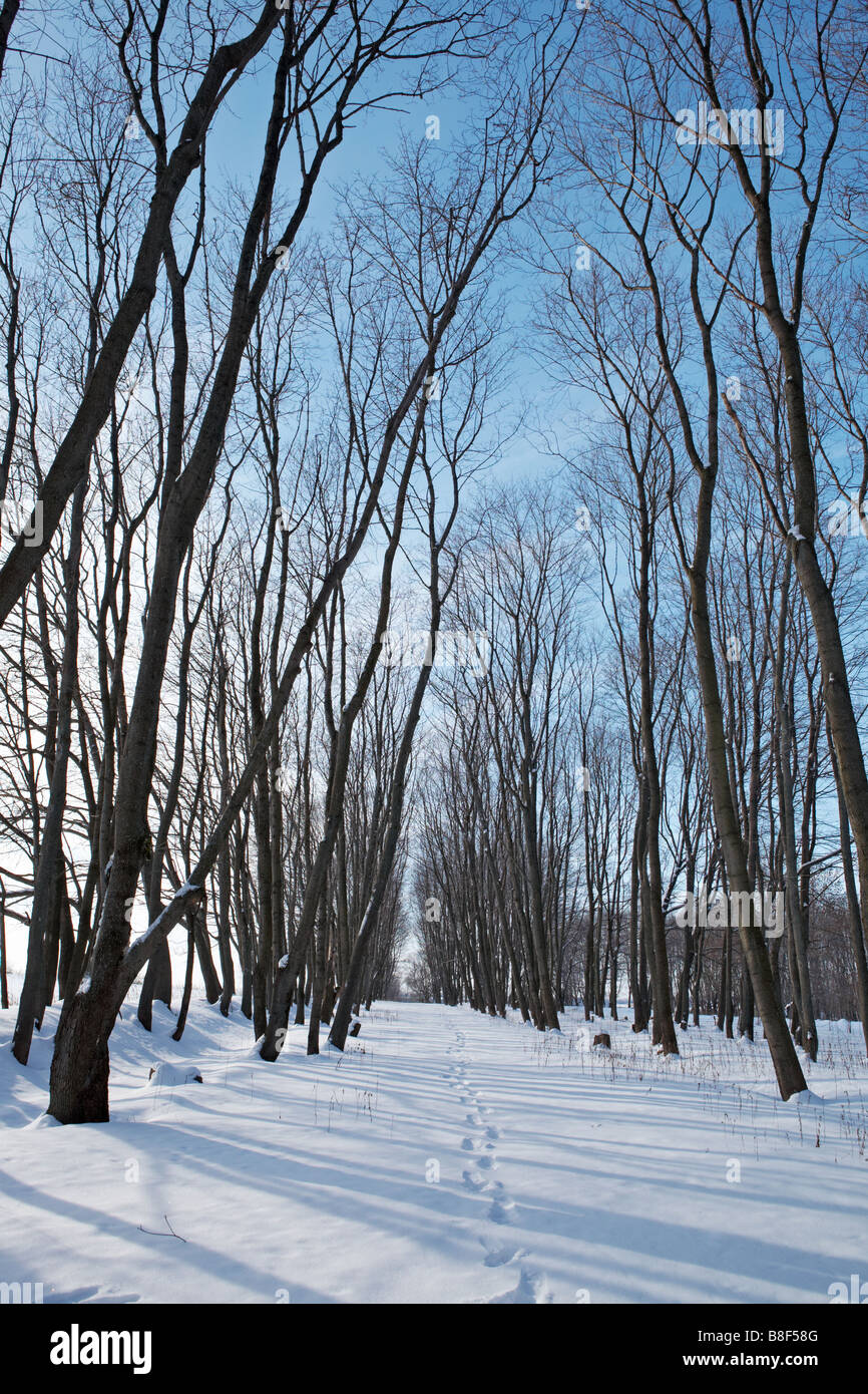Winter forest - clear blue sky, maples alley, traces on show Stock Photo