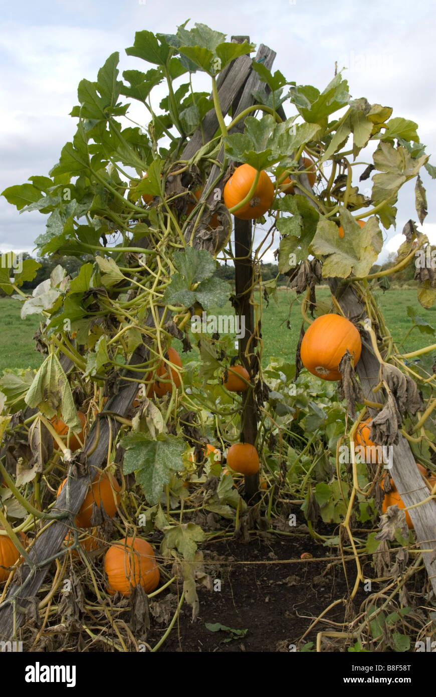 Stock photo of a pumpkin garden Stock Photo - Alamy