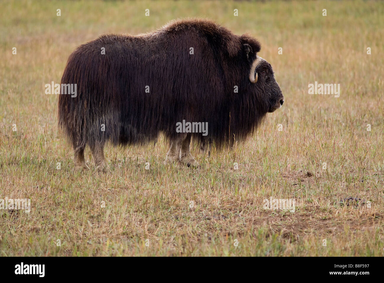 Musk Ox muskoxen musk oxen Ovibos moschatus Alaska Canada Stock Photo