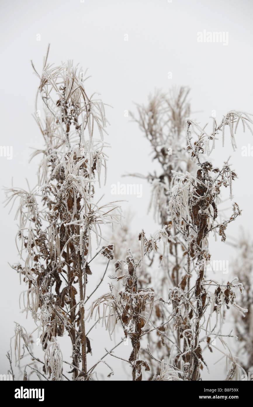 Frost covered plants hi-res stock photography and images - Alamy