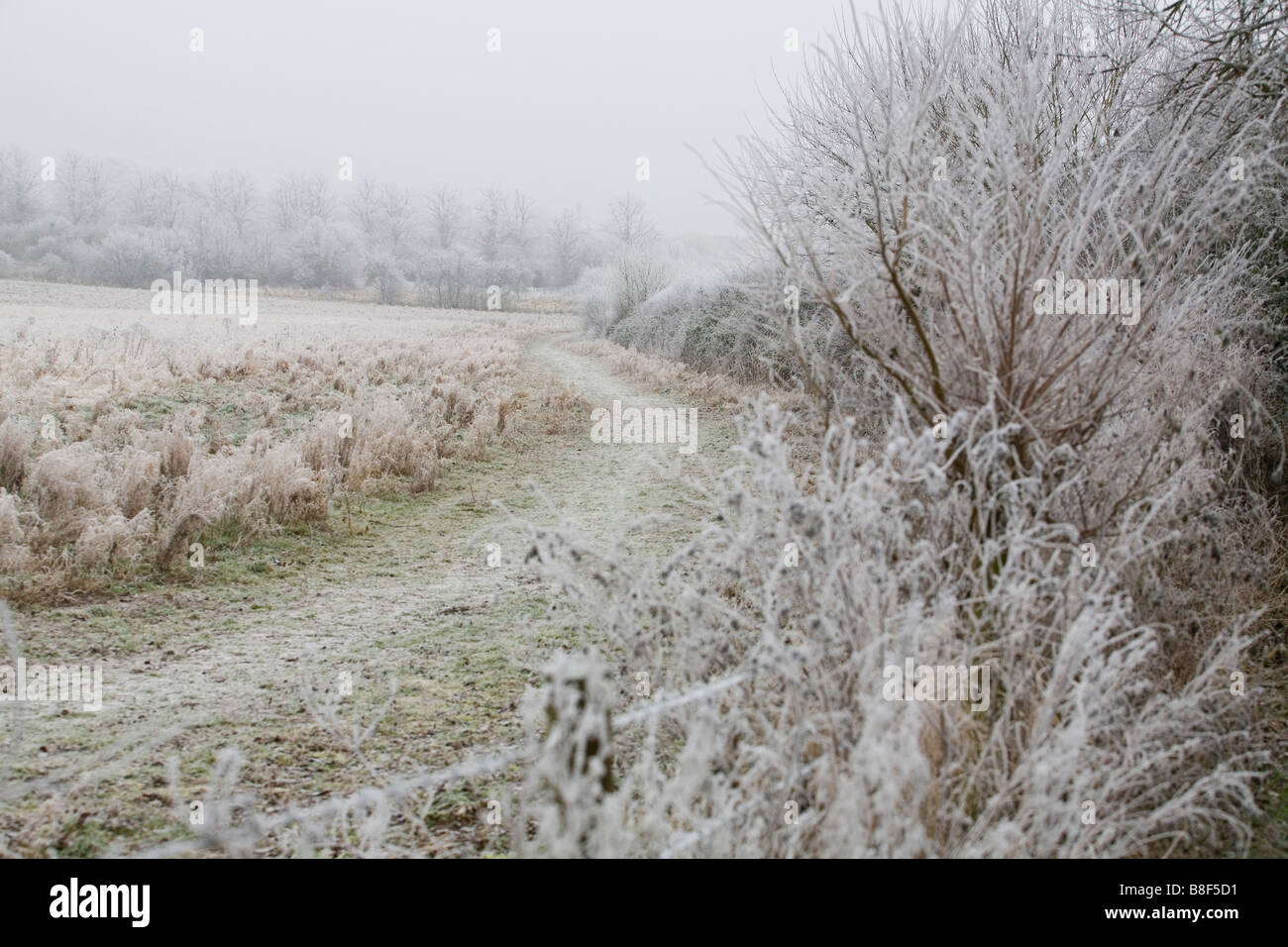 Field frost covered trees hi-res stock photography and images - Alamy