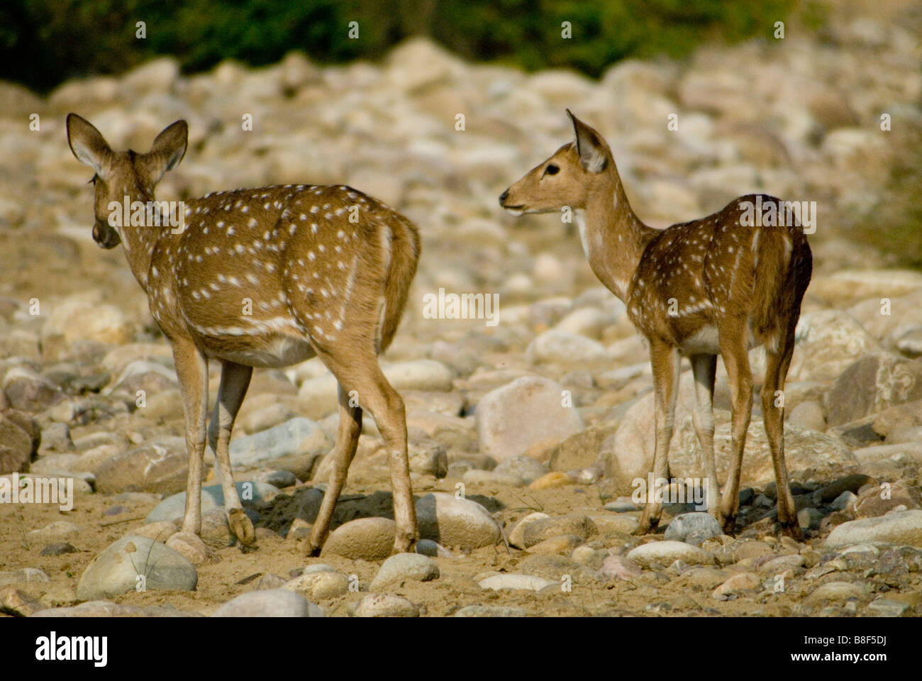 Chittal or spotted deer does, Corbett Tiger Reserve, India Stock Photo ...