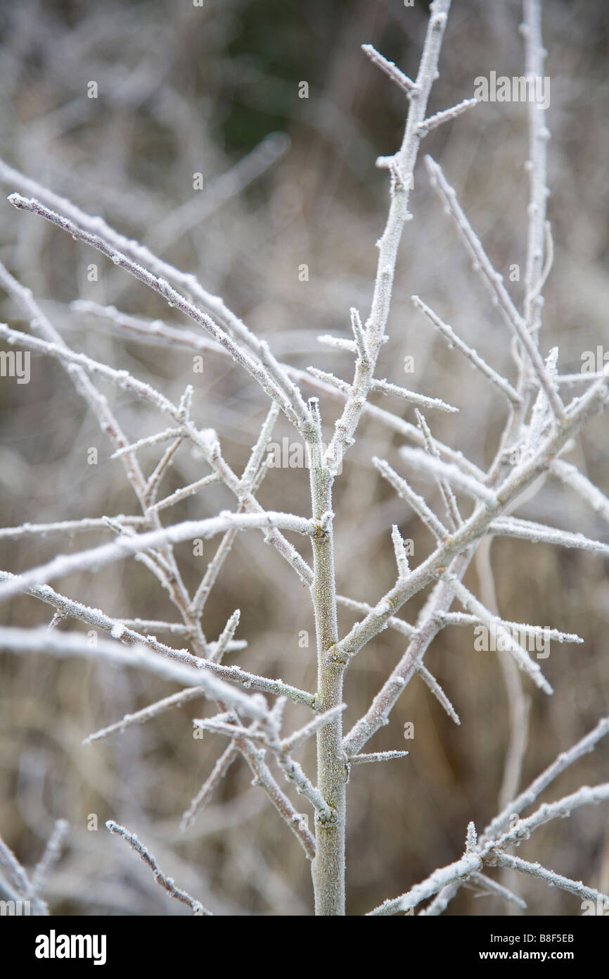 Detail of shrub covered with frost Stock Photo - Alamy