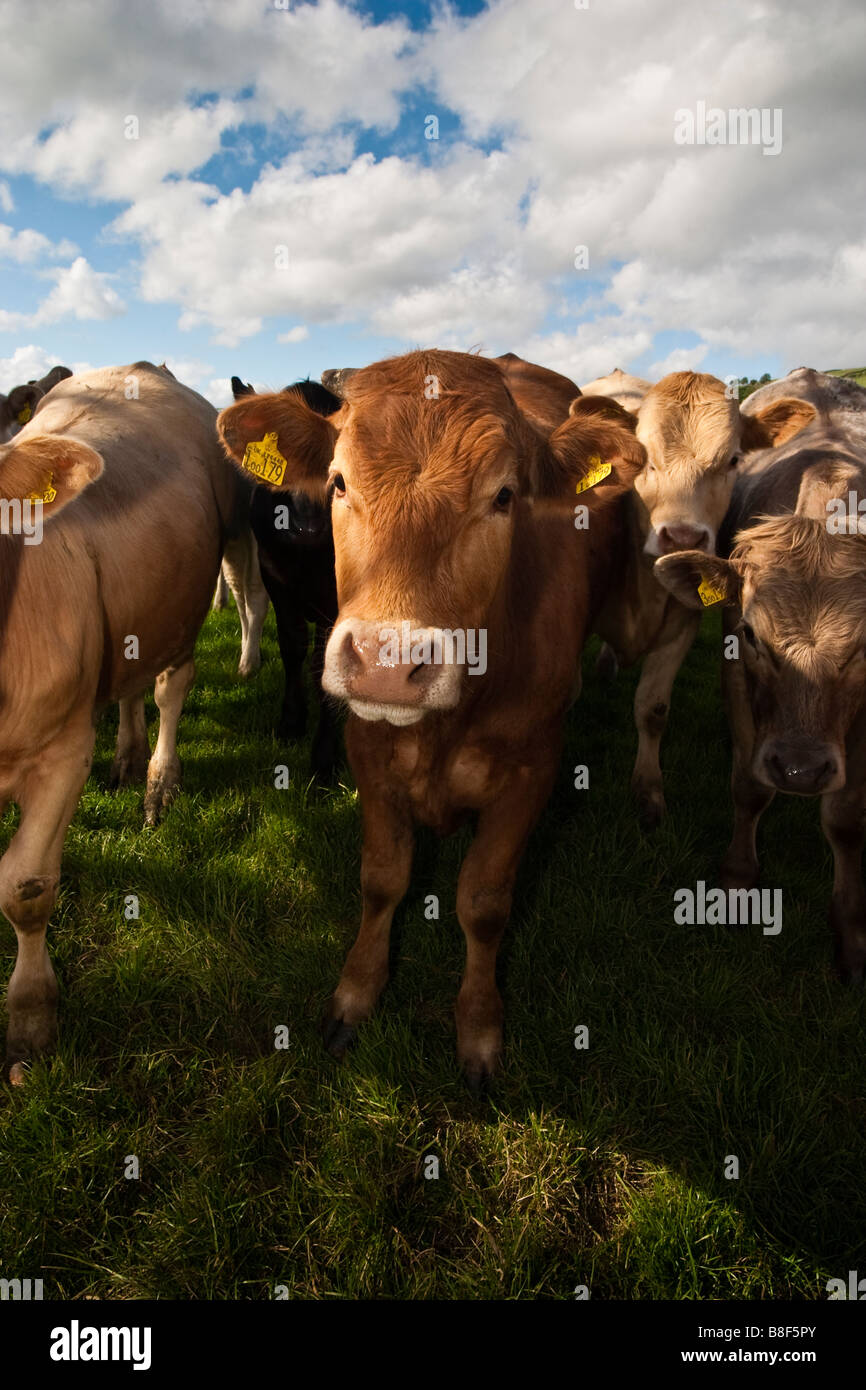 Yorkshire cows milk hi-res stock photography and images - Alamy