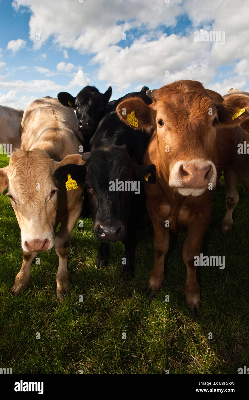Yorkshire cows milk hi-res stock photography and images - Alamy