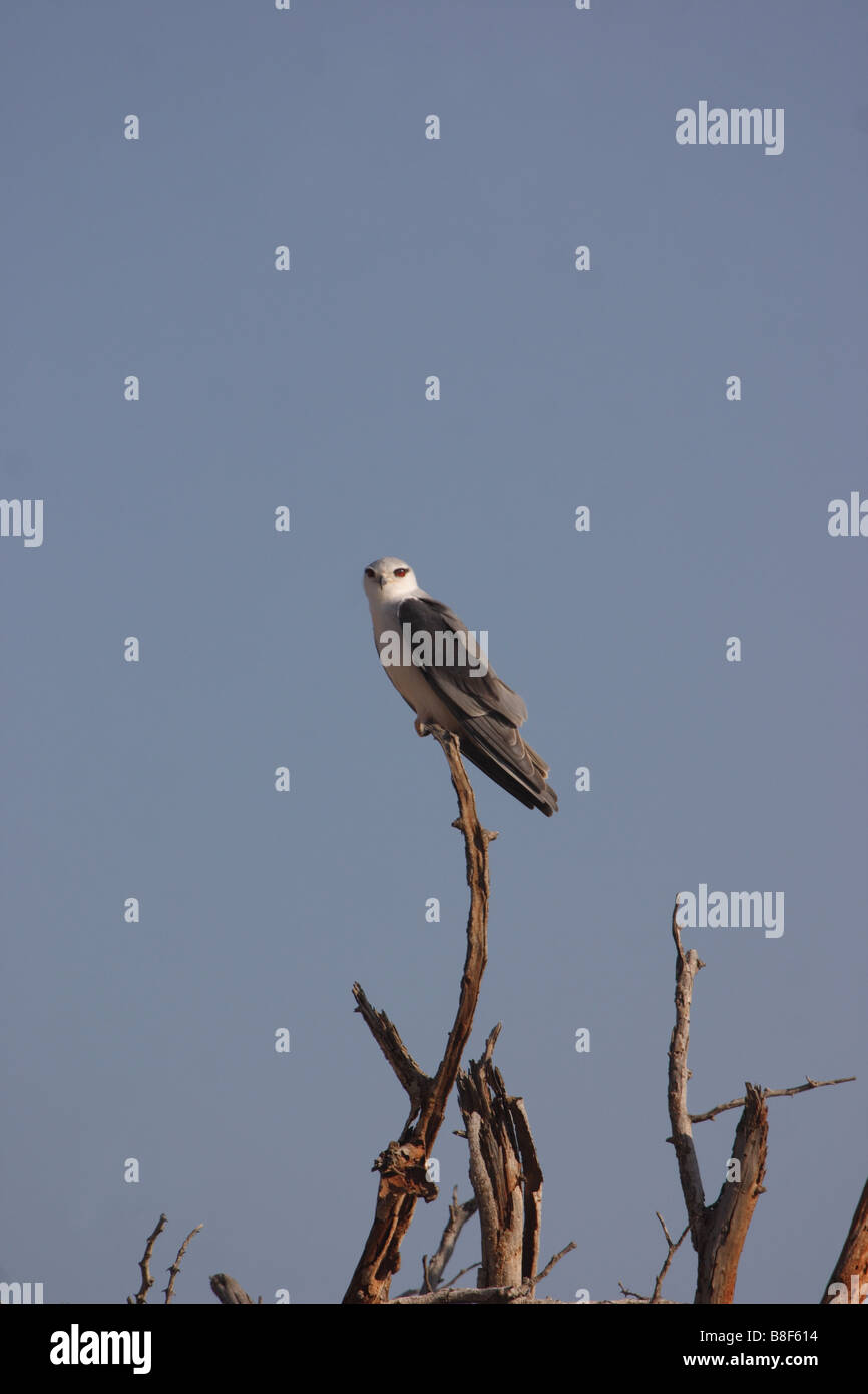 African blackshouldered kite (blackwinged kite) Wild Stock Photo
