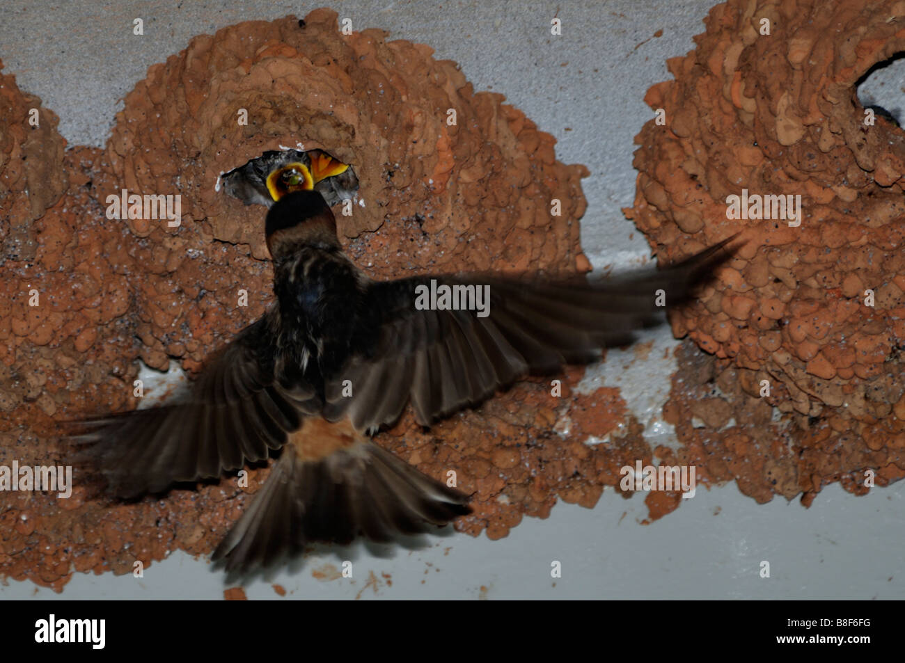 Cave Swallow, Petrochelidon fulva, nesting sites under a bridge in the countryside of Oklahoma, USA. Stock Photo