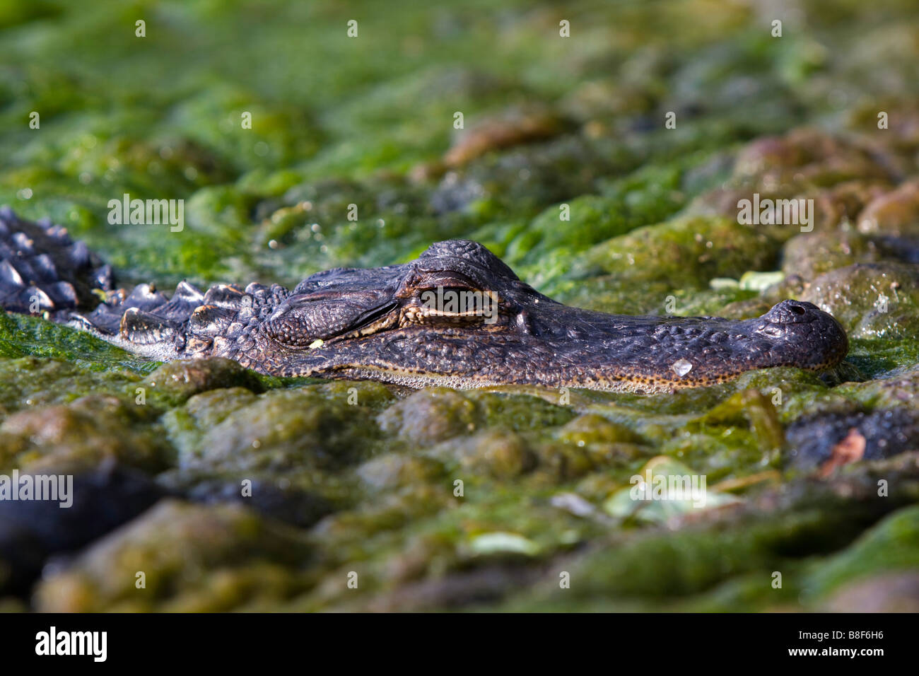 Alligator looking closely at a photographer before the park rangers can capture him. Florida swamp. Stock Photo