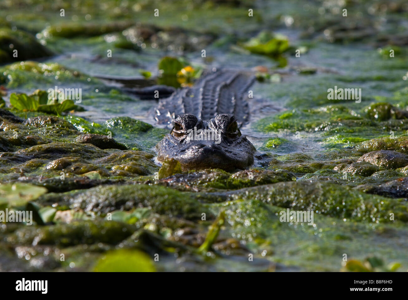 Florida alligator at De Leon Springs. Creeping up to eat a photographer