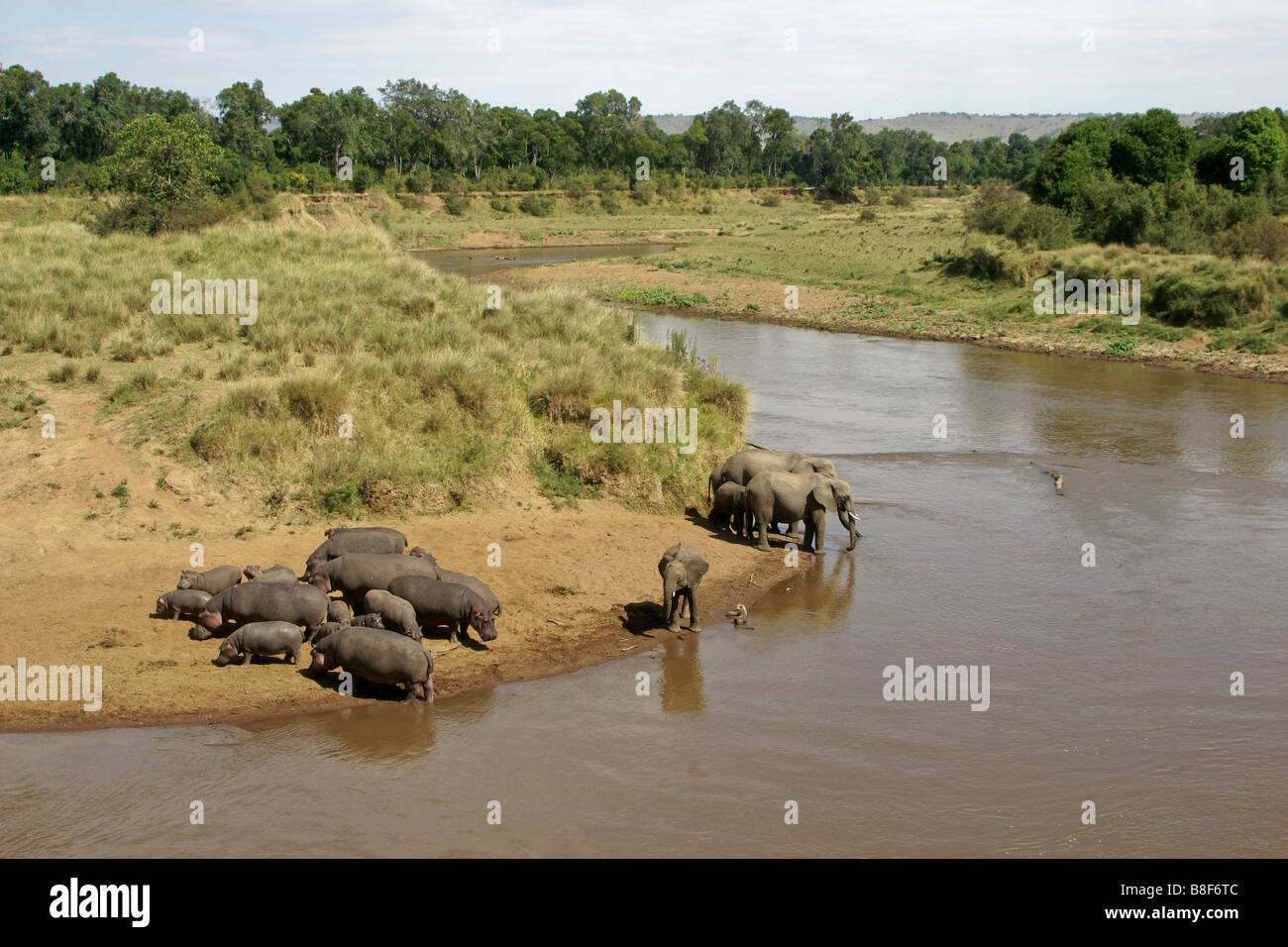Omnivore Omnivores Omnivorous Savanna High Resolution Stock Photography