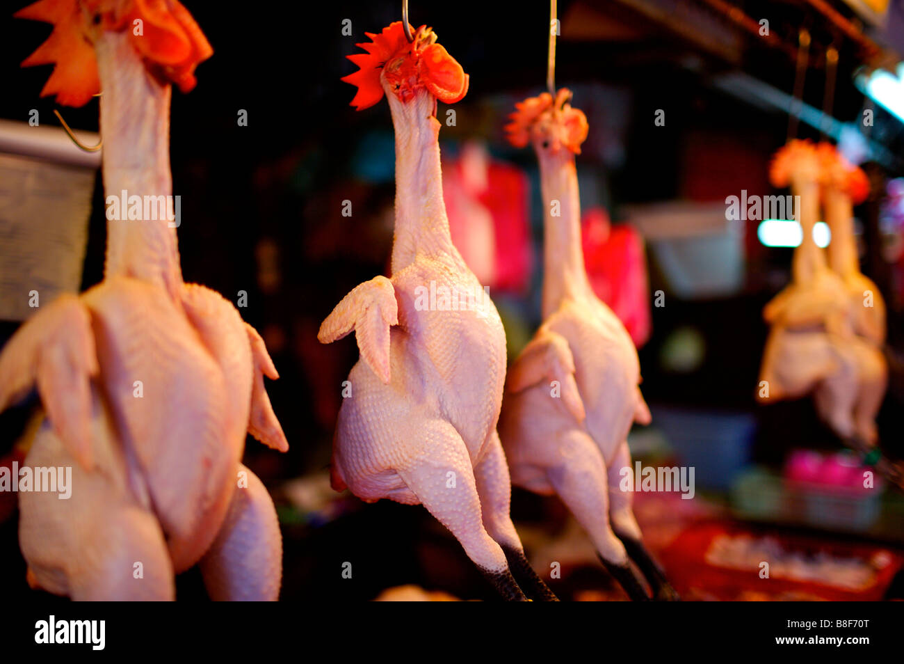 Fresh whole chickens hanging from hooks plucked on display in a market stall Stock Photo