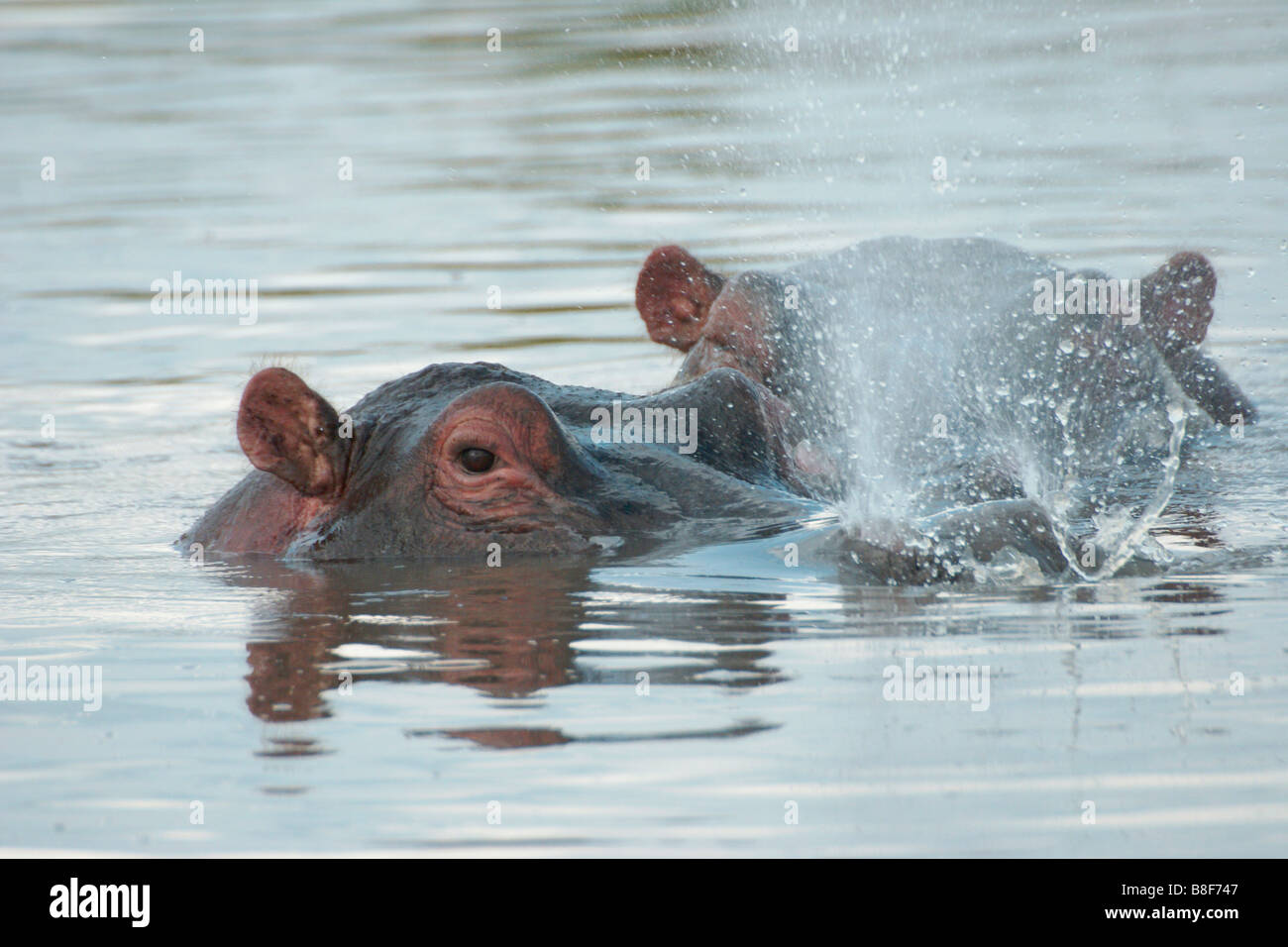Hippo snorting water from nostrils, Masai Mara, Kenya Stock Photo