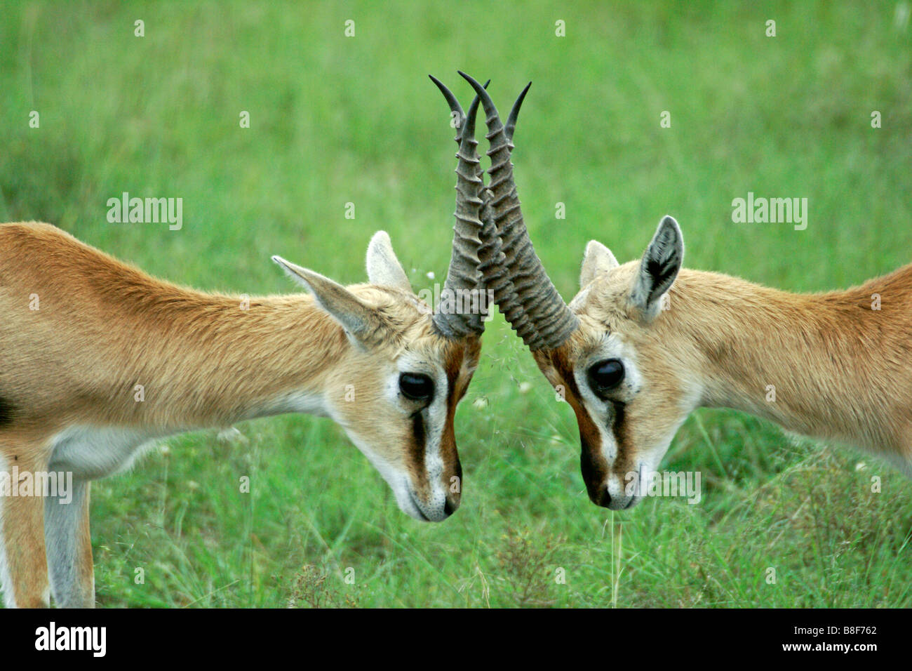 Male Thomson's gazelles sparring, Masai Mara, Kenya Stock Photo