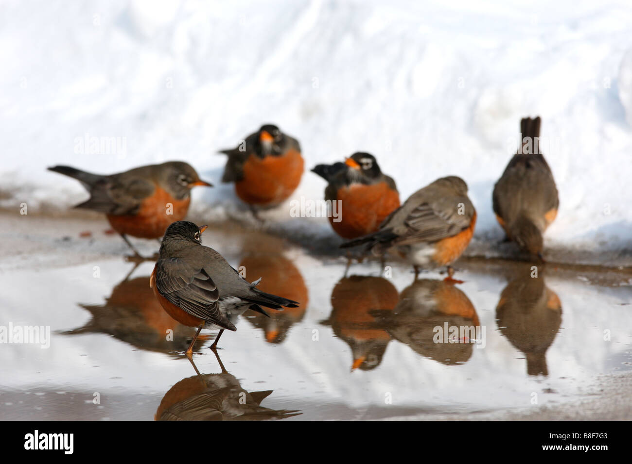 American robin flock hires stock photography and images Alamy