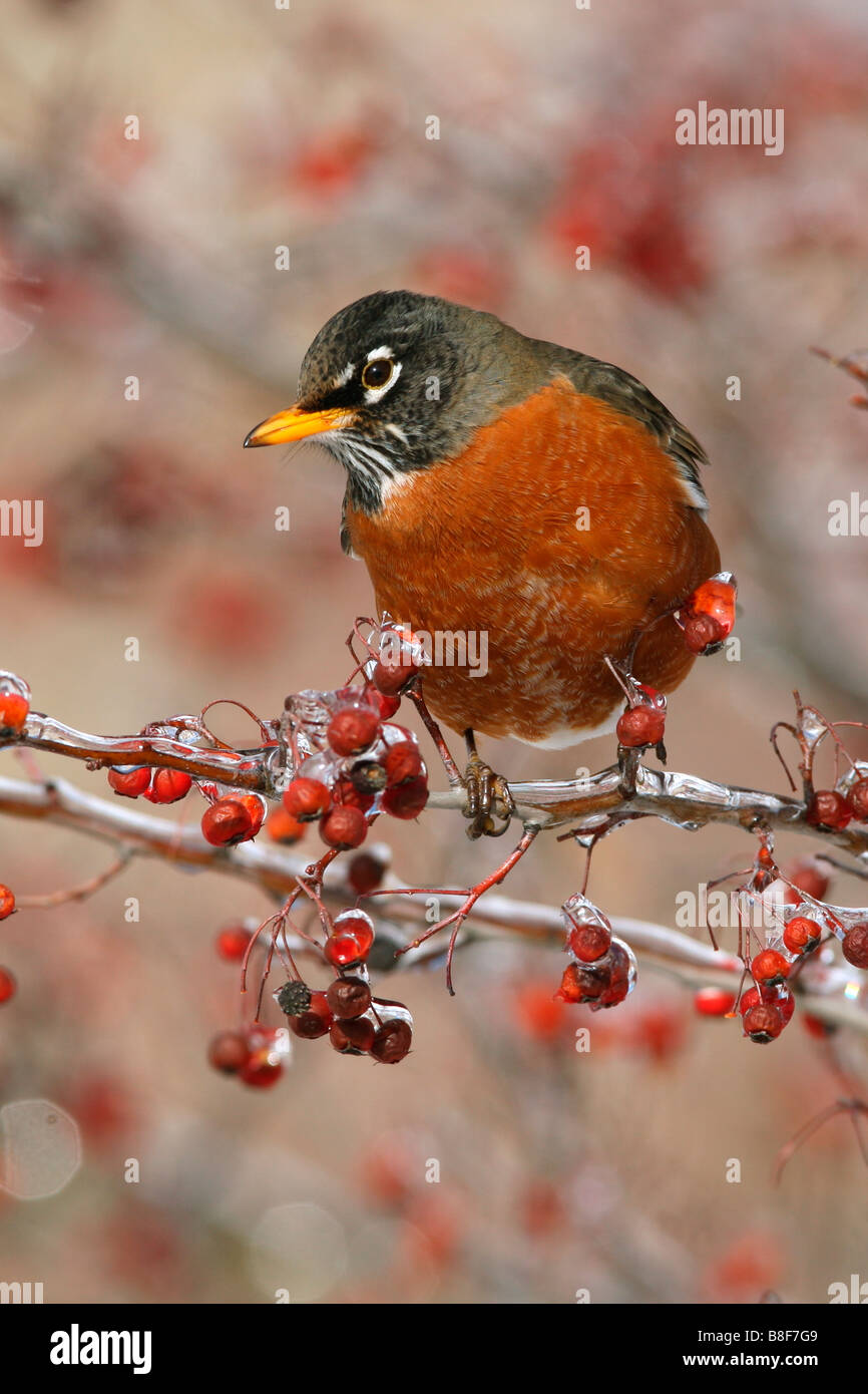 American Robin in Hawthorn Berries with Ice - Vertical Stock Photo