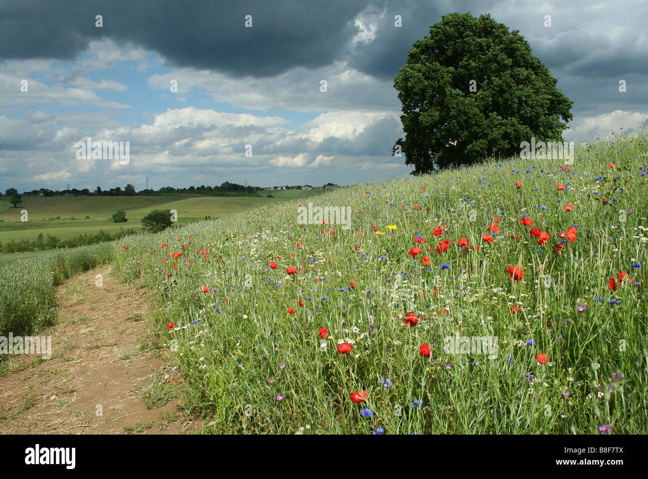 Wild meadow flowers in field next to Royal Horticultural Society gardens in Hyde Hall Essex Stock Photo