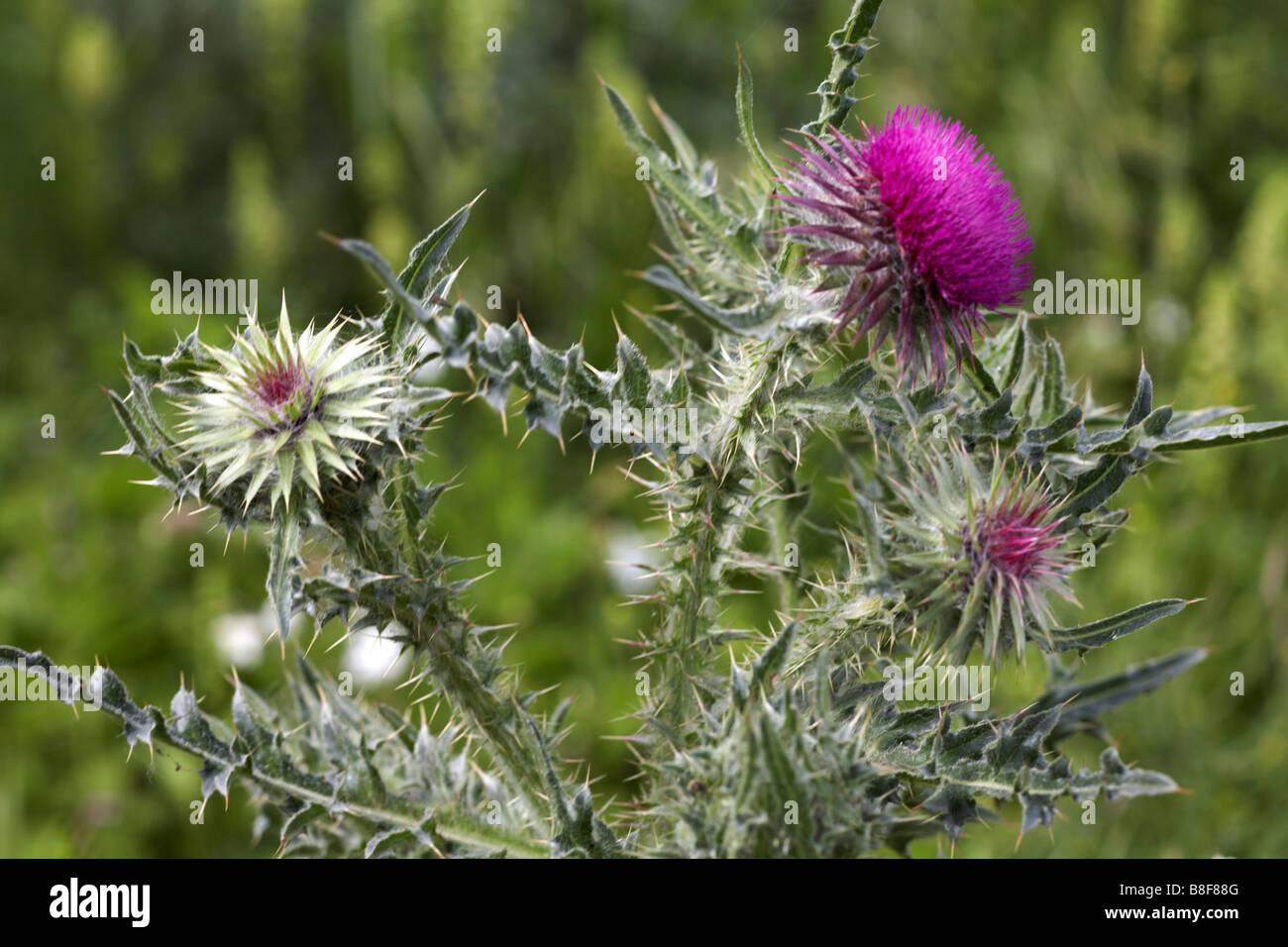Close up of Woolly thistle, Cirsium eriophorum, in Summer at Dorset Stock Photo