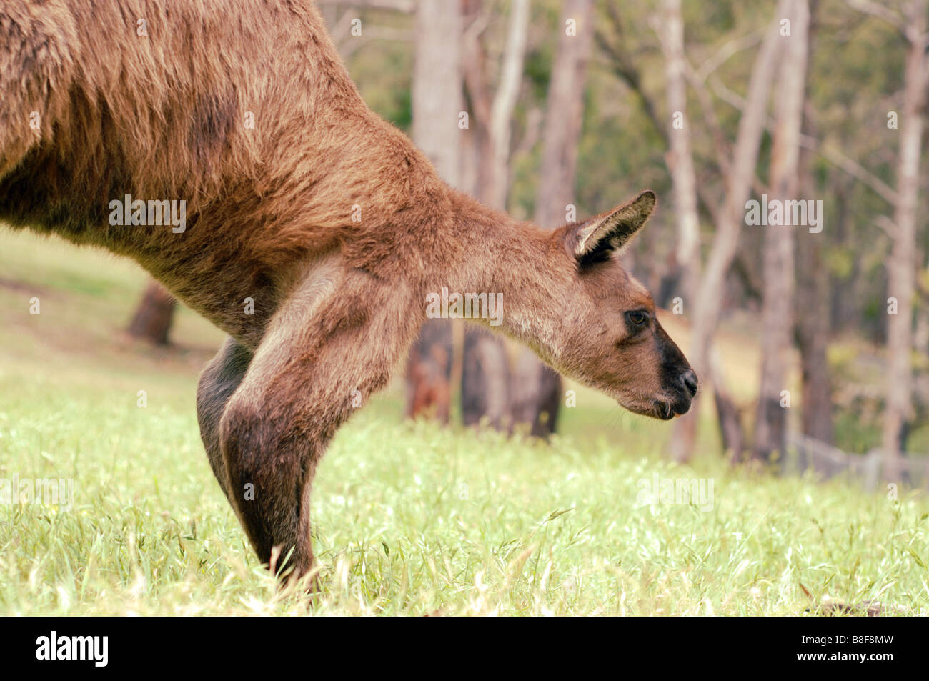 Western Grey Kangaroo Macropus fuliginosus male Stock Photo