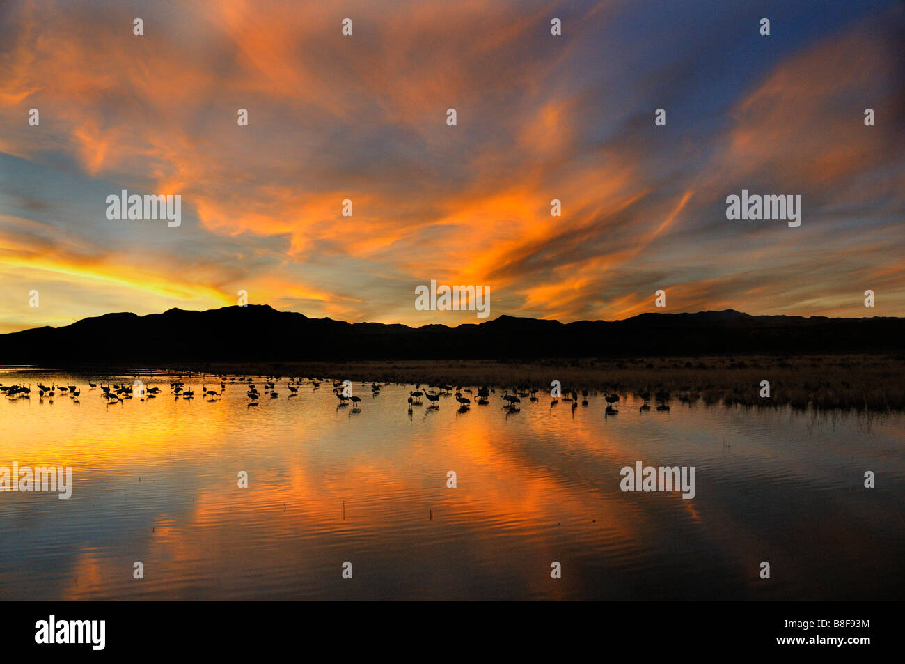 Bosque del apache sunset hi-res stock photography and images - Alamy
