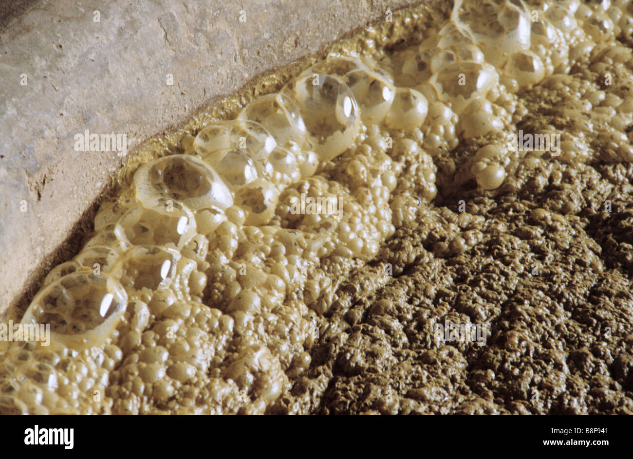 photograph of wine fermentation yeast bubbles detail Stock Photo Alamy