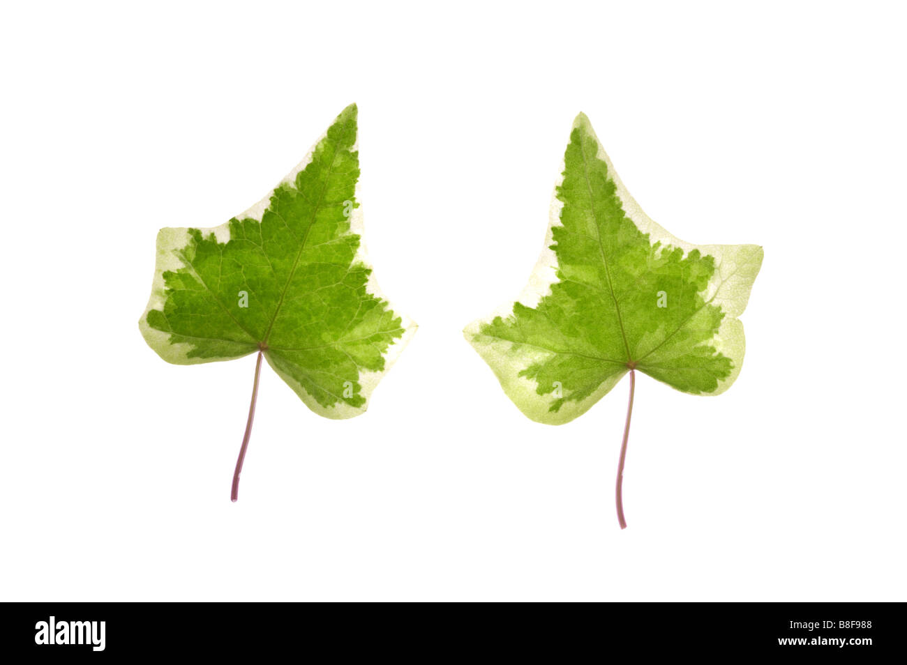 Two vein hi-res stock photography and images - Alamy