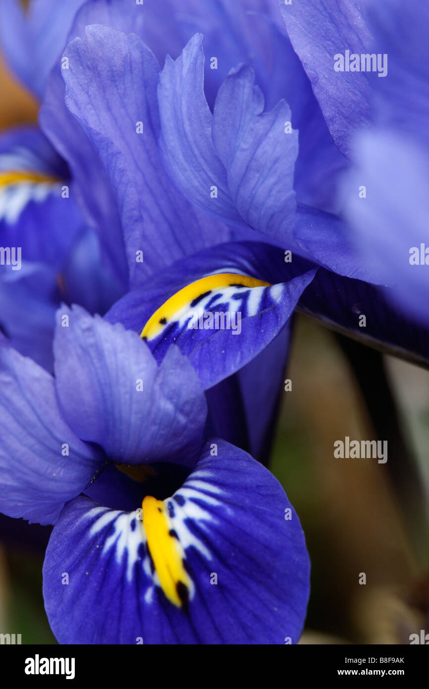 Blue iris flowers Stock Photo