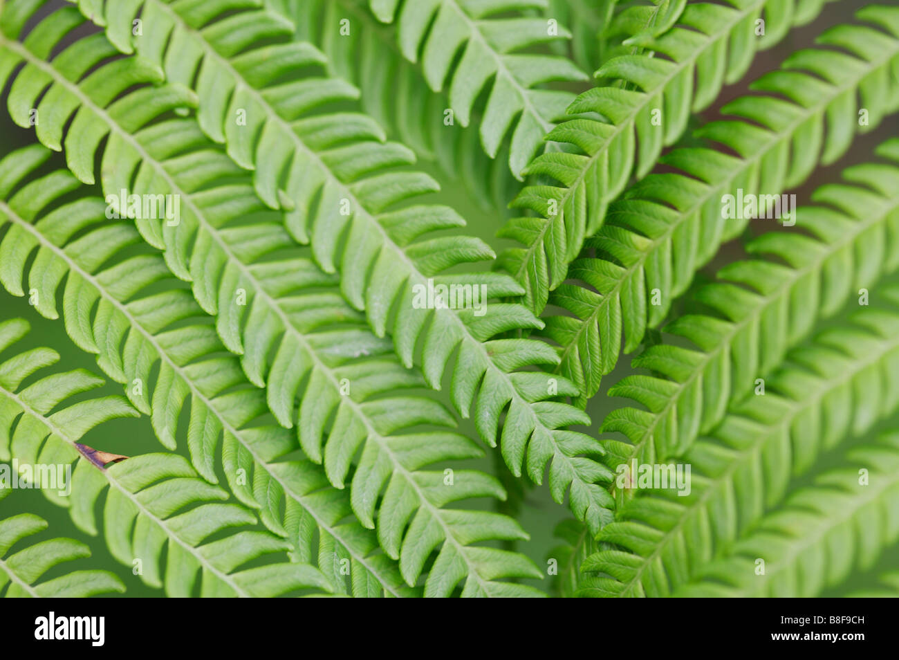 Fern leaves full image hi-res stock photography and images - Alamy