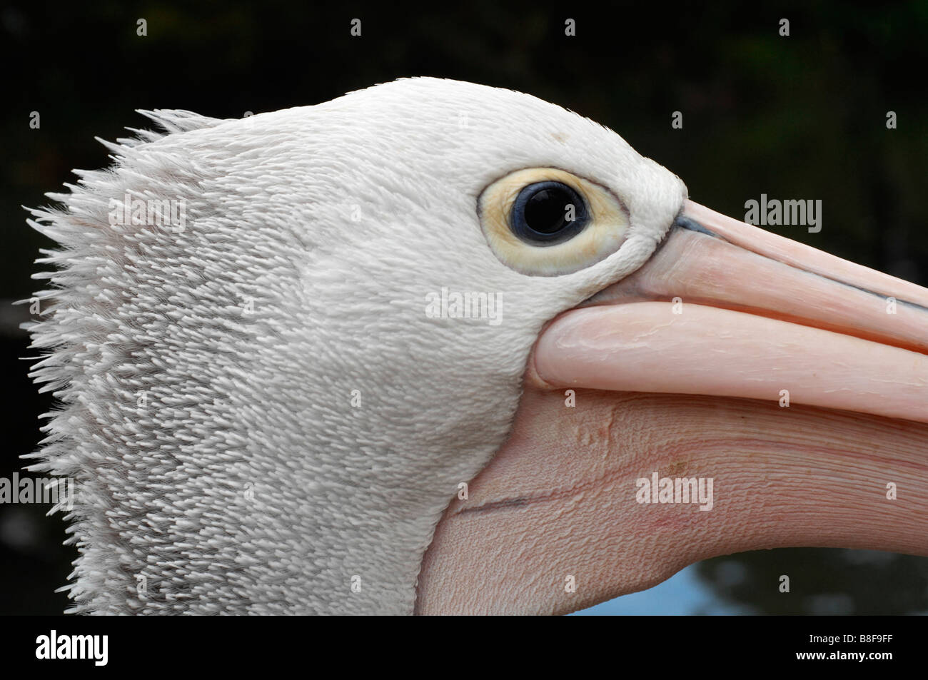 Australian Pelican Stock Photo
