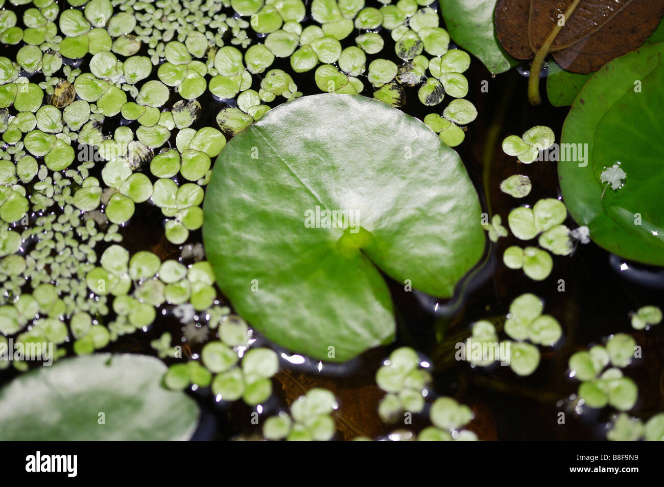 Green leaves and duckweeds floating on water Close up Stock Photo