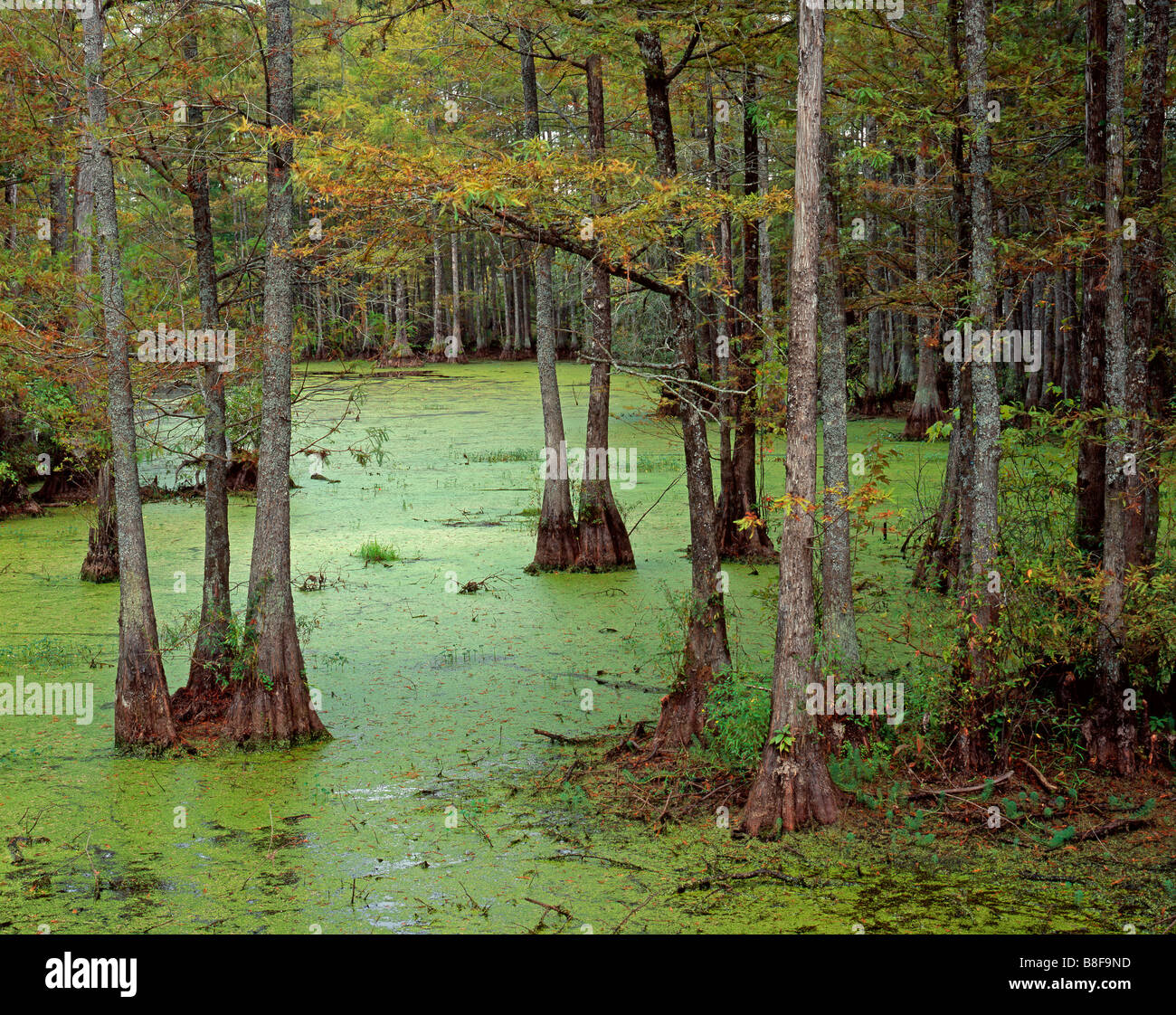 NORTH CAROLINA - Forest and bald cypress swamp at Merchants Millpond State Park. Stock Photo